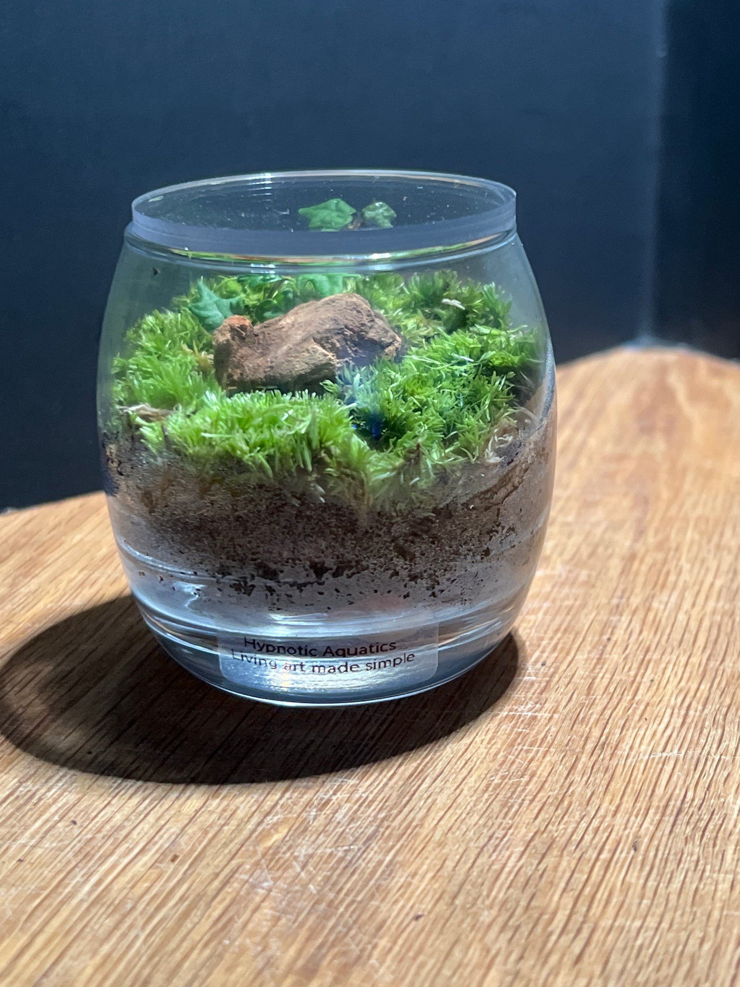 Terrarium 529
