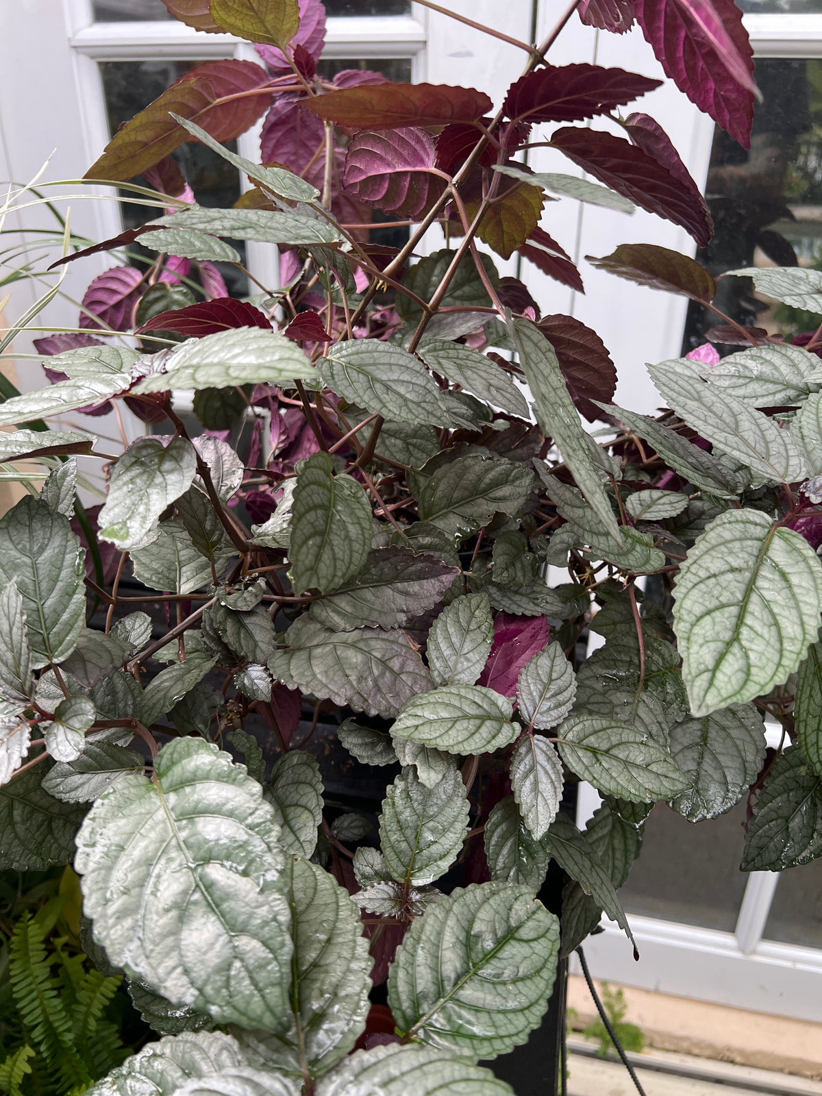 Live Plants: Red Flame Waffle Plant