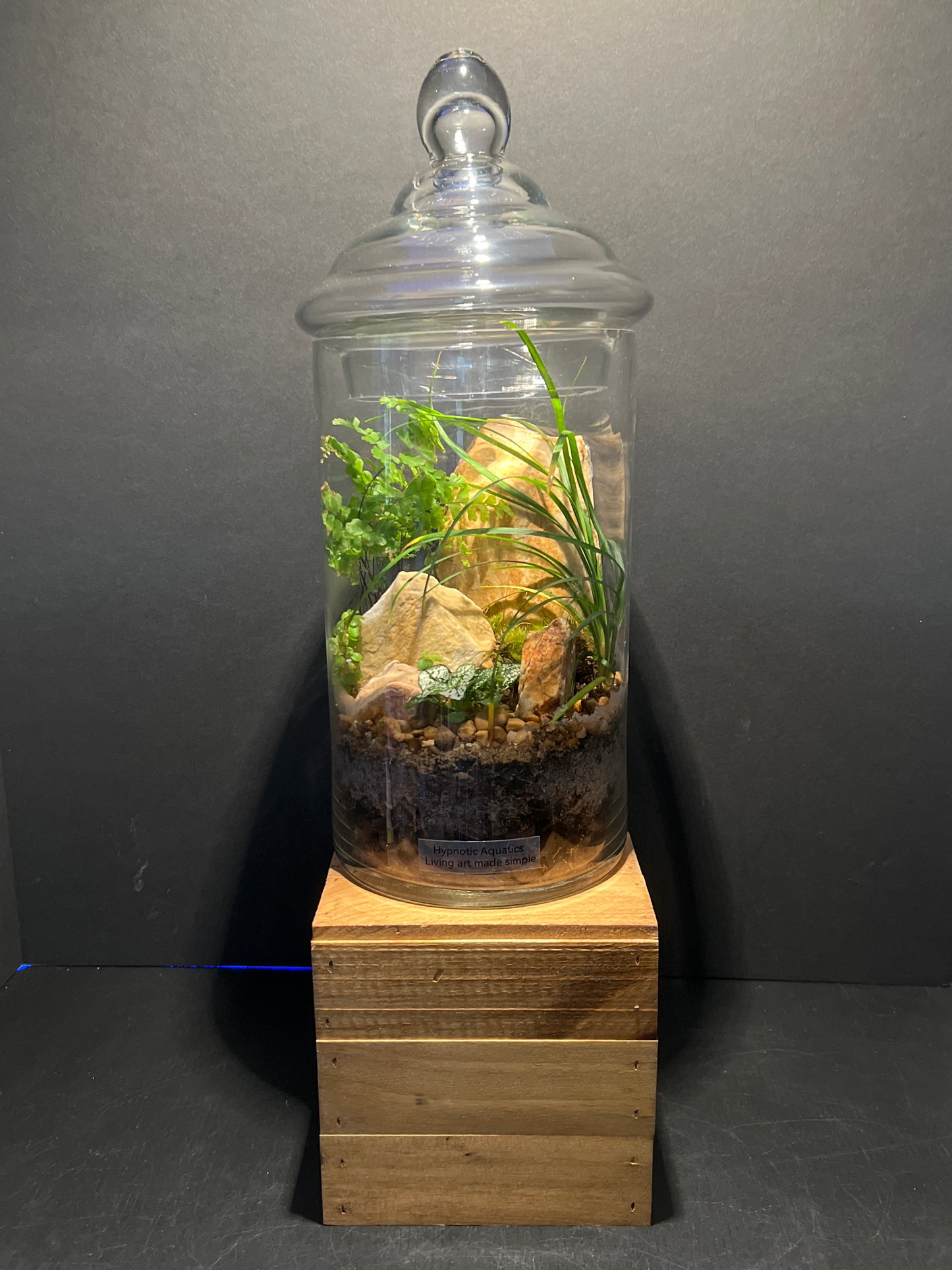 Terrarium #108
