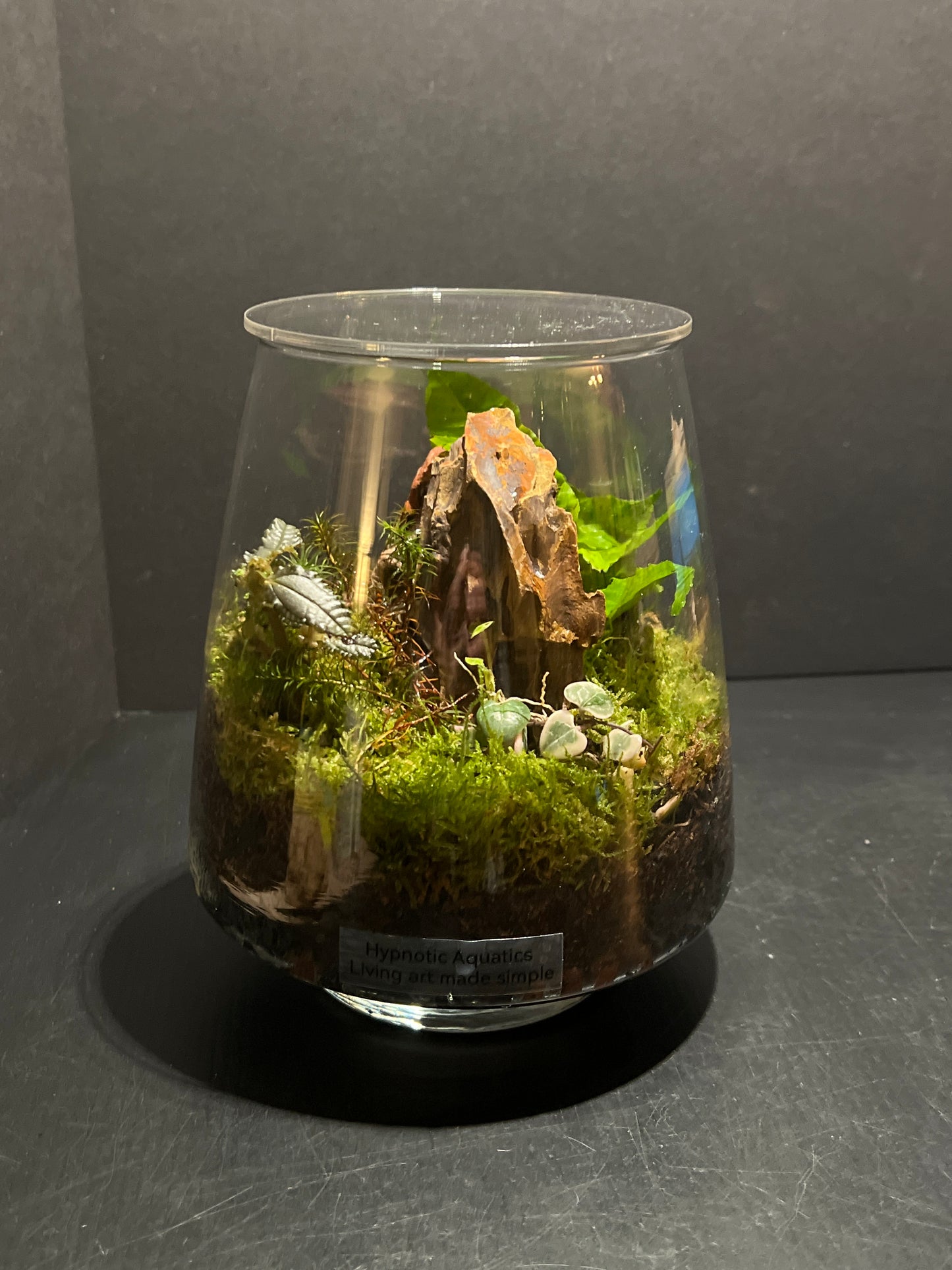 Terrarium 208