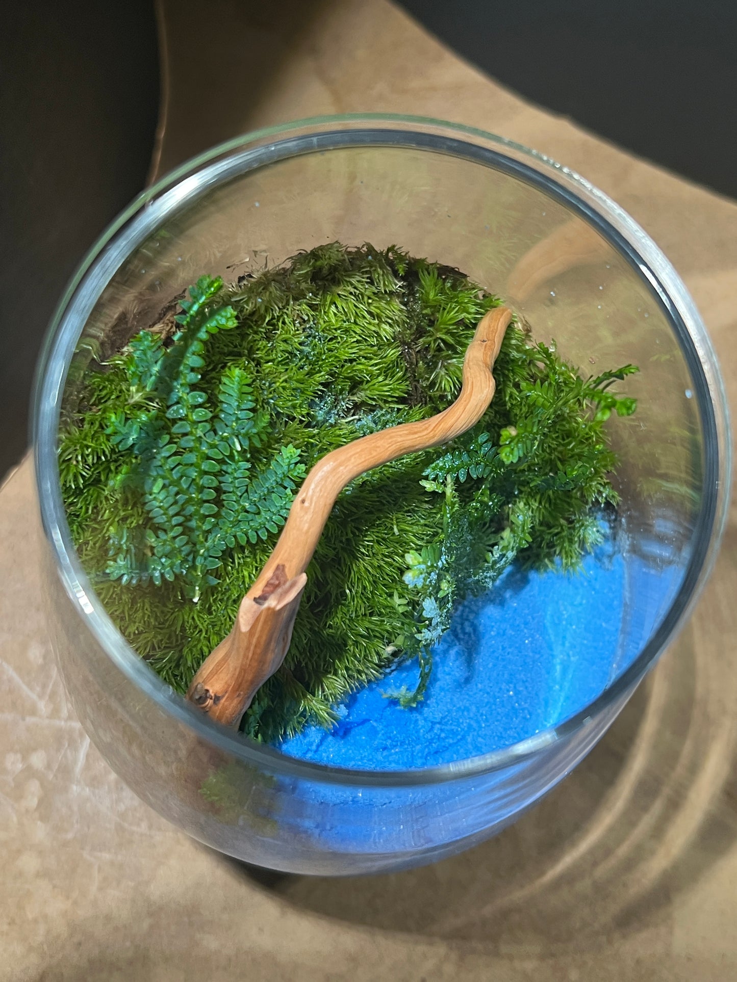 Terrarium 854