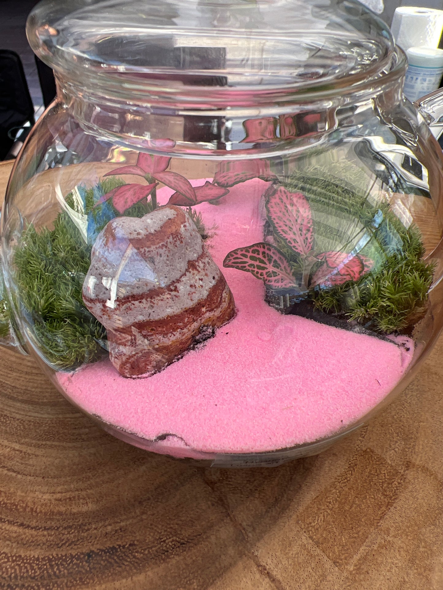 Terrarium 816