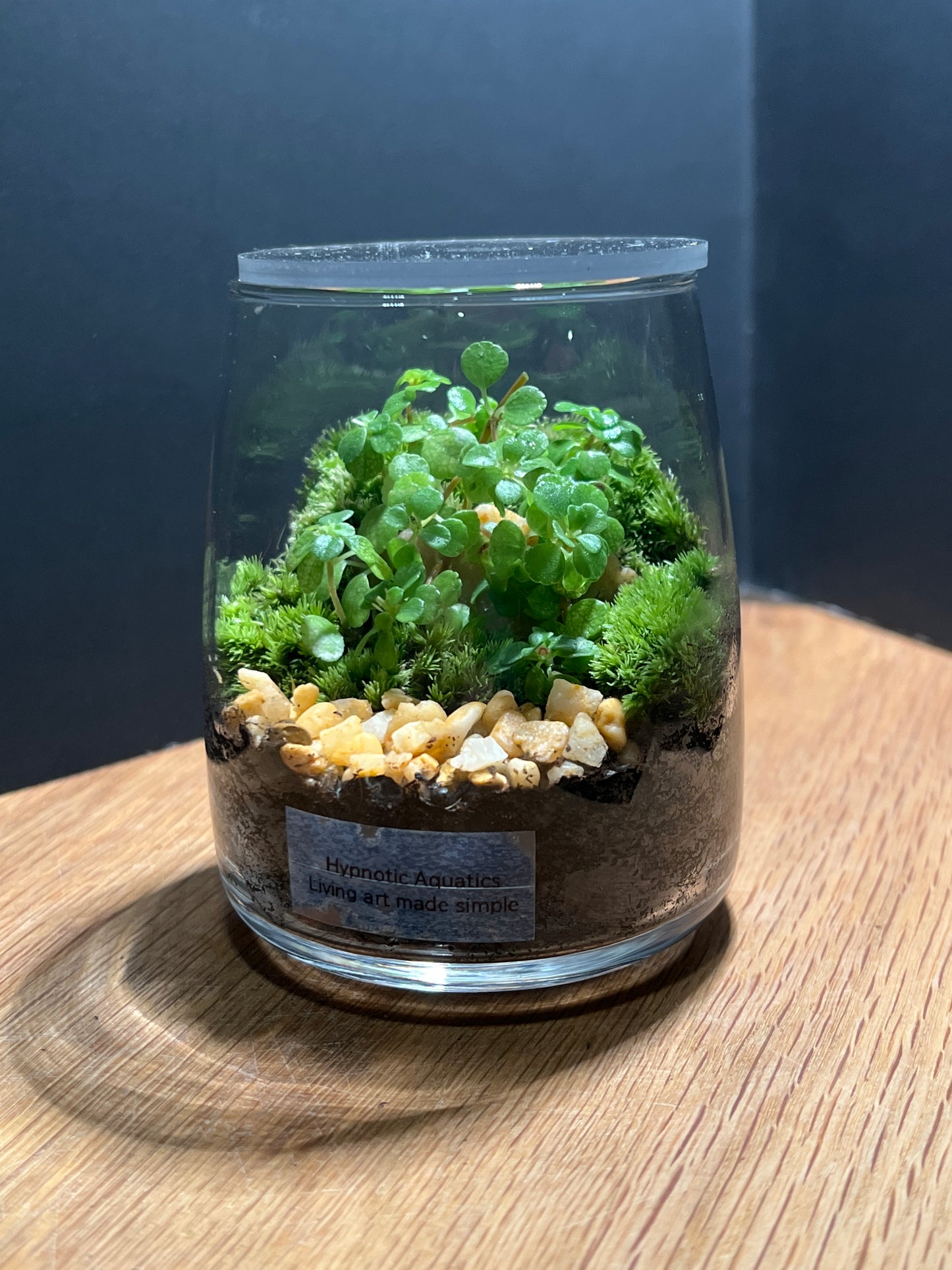 Terrarium 536