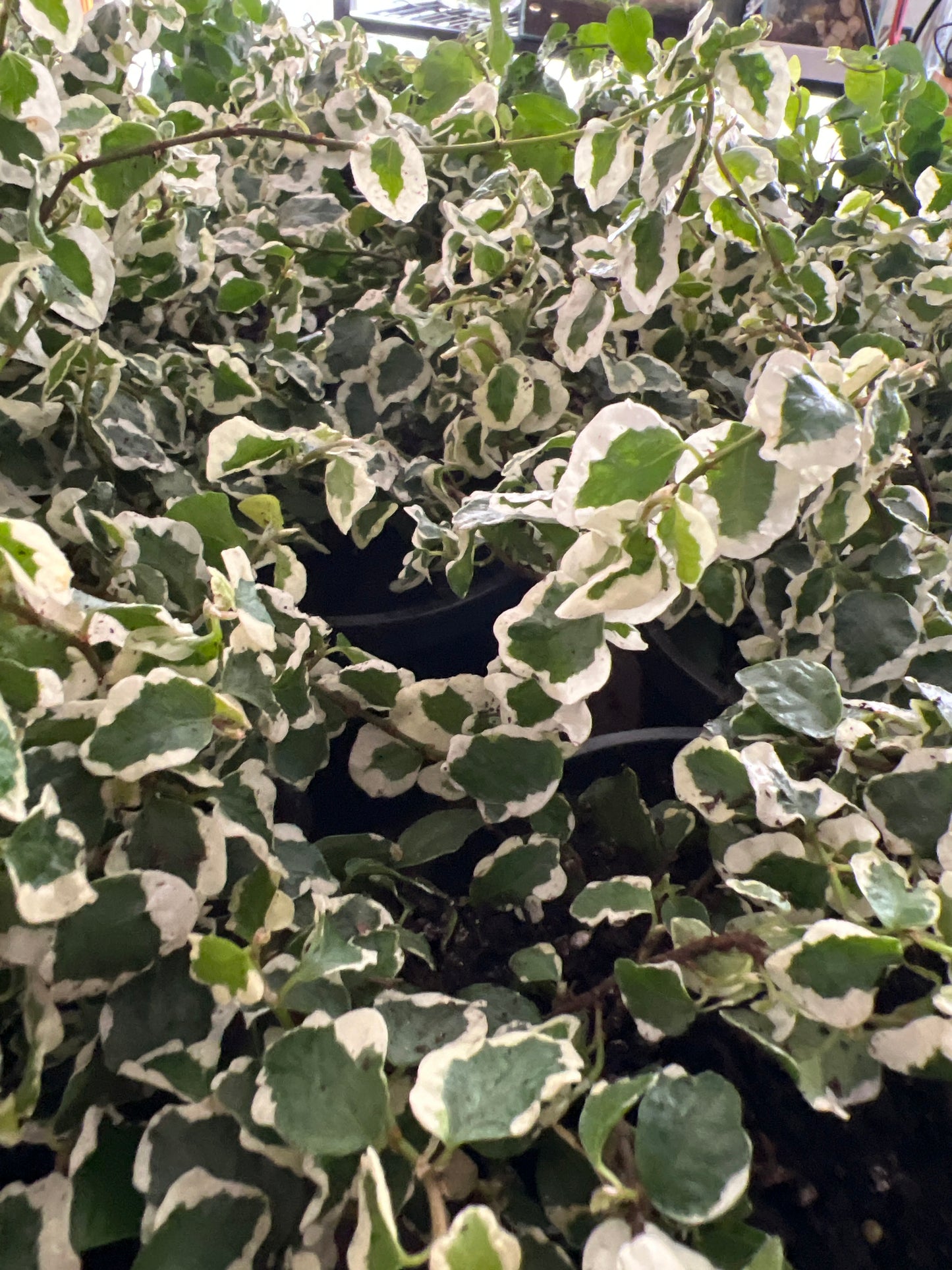 Live Plants: Repens & Variegated variety- Creeping Fig