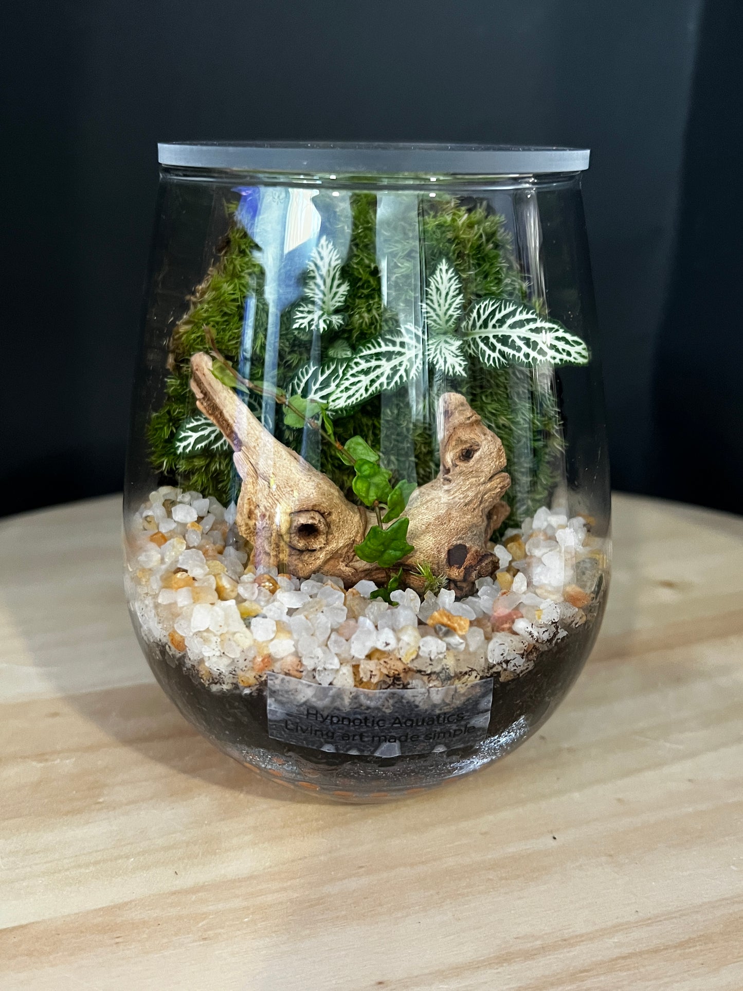 Terrarium 882
