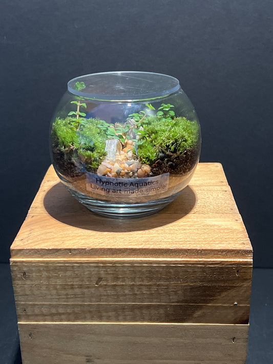 Terrarium #152