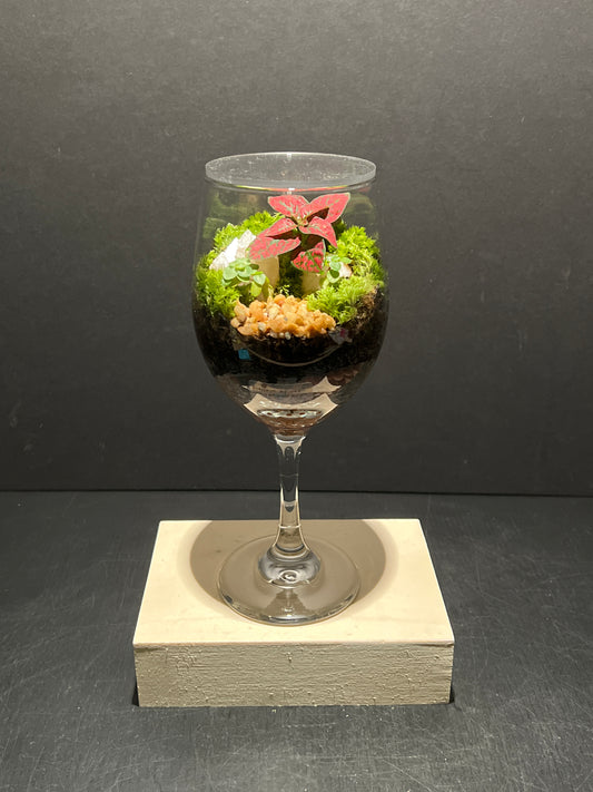 Terrarium 246
