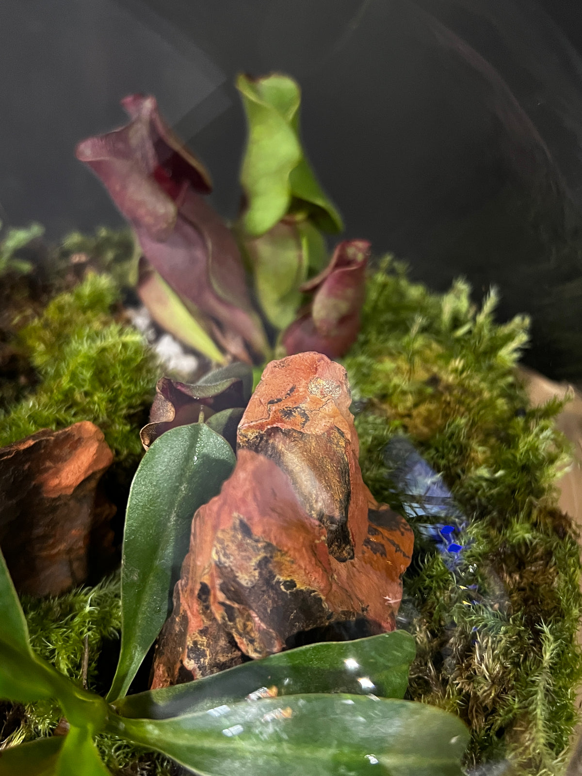 Terrarium 991