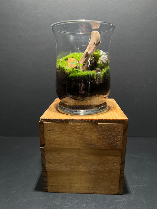 Terrarium #78