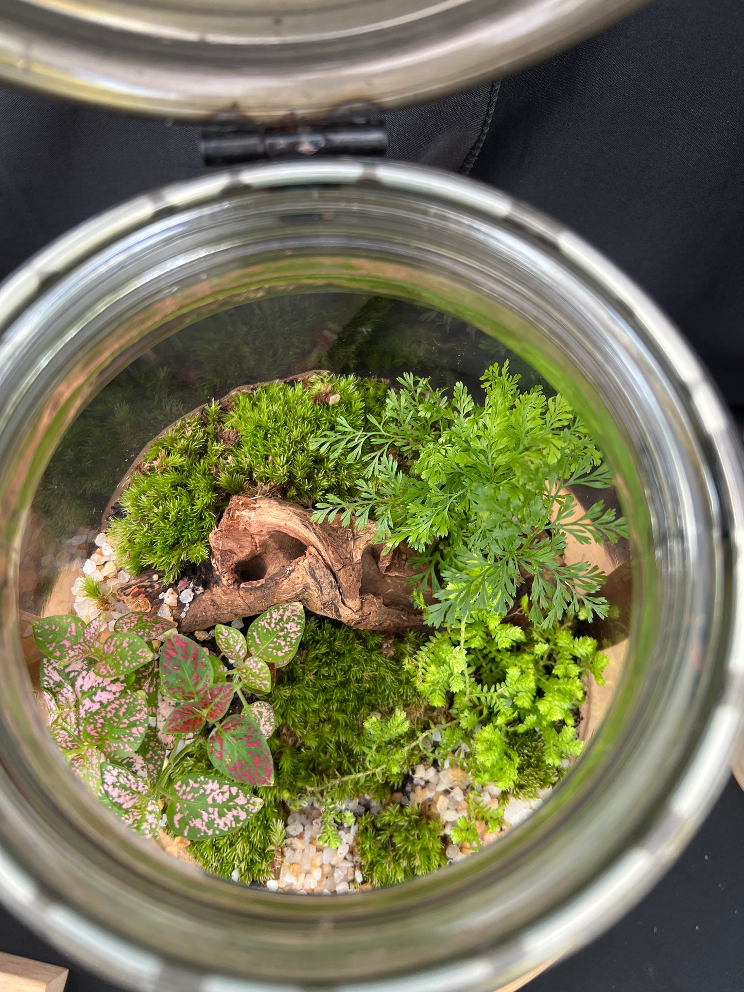 Terrarium 860