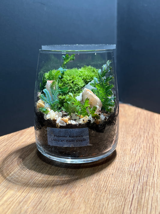 Terrarium 537