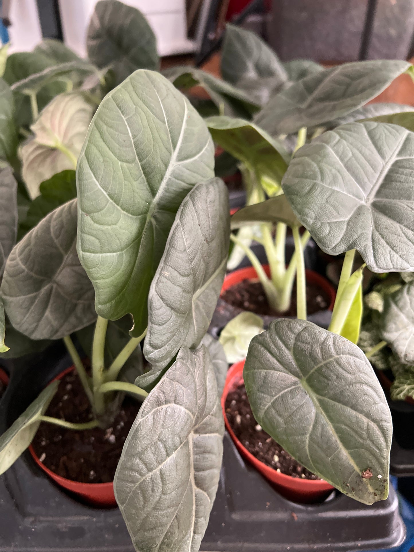 Live Plants: Alocasia Maharani