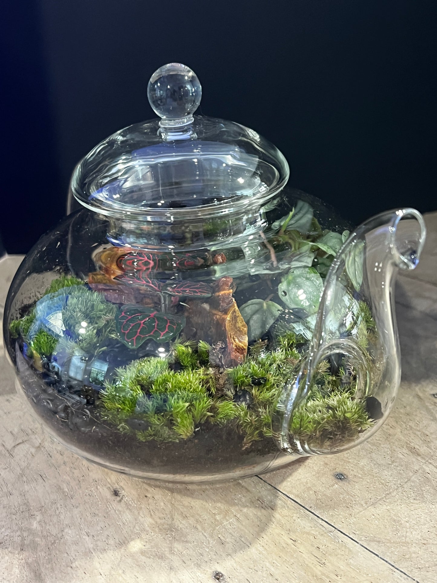 Terrarium 892