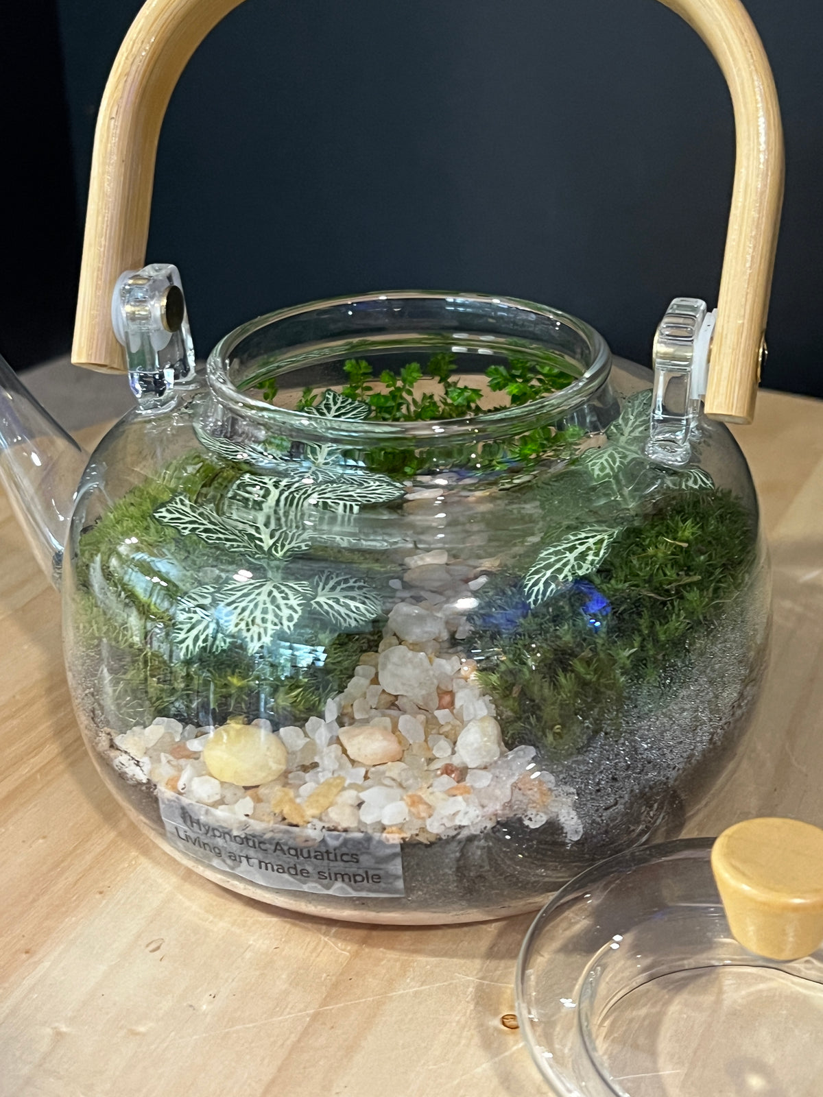 Terrarium 980