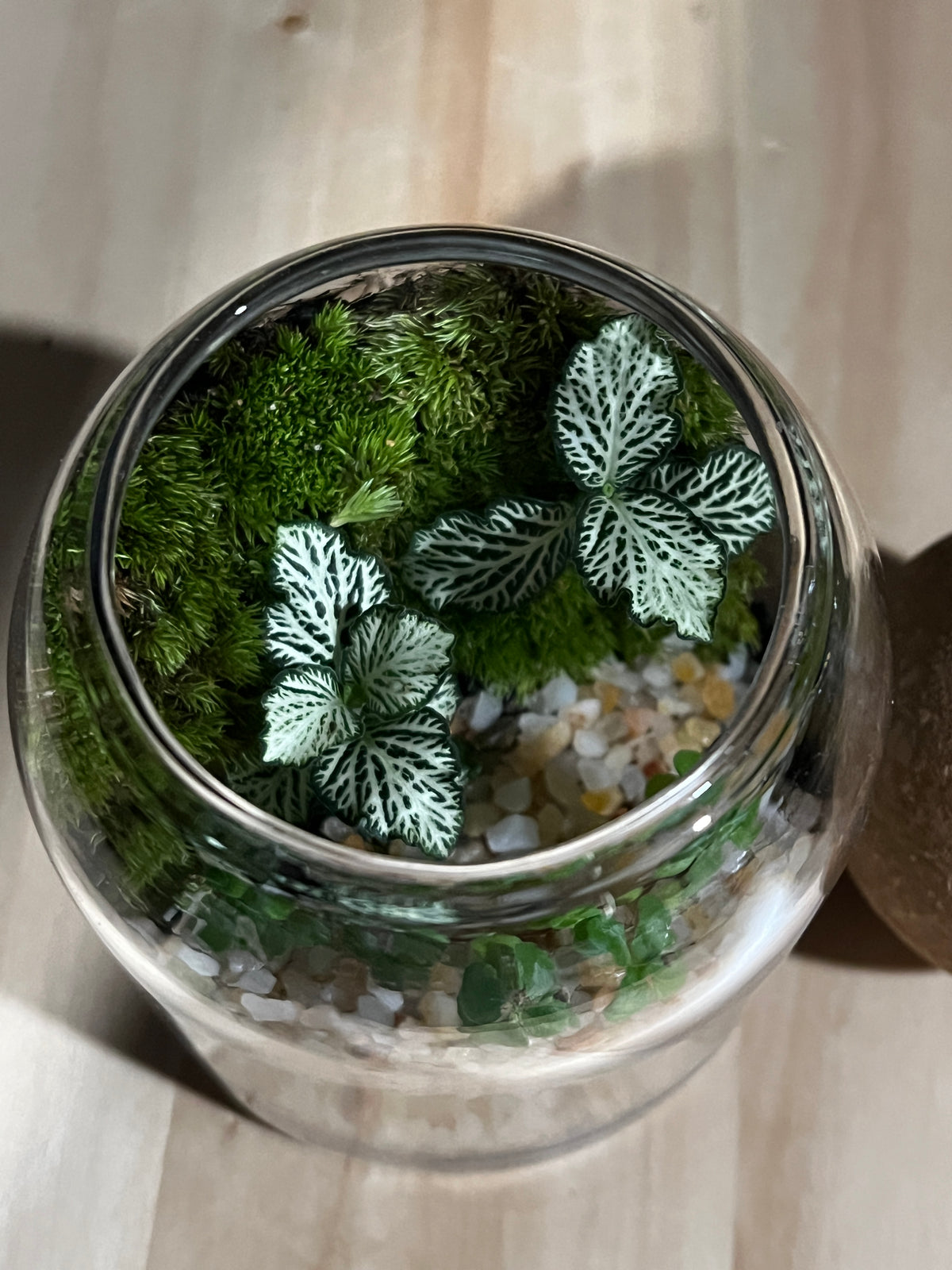 Terrarium 954