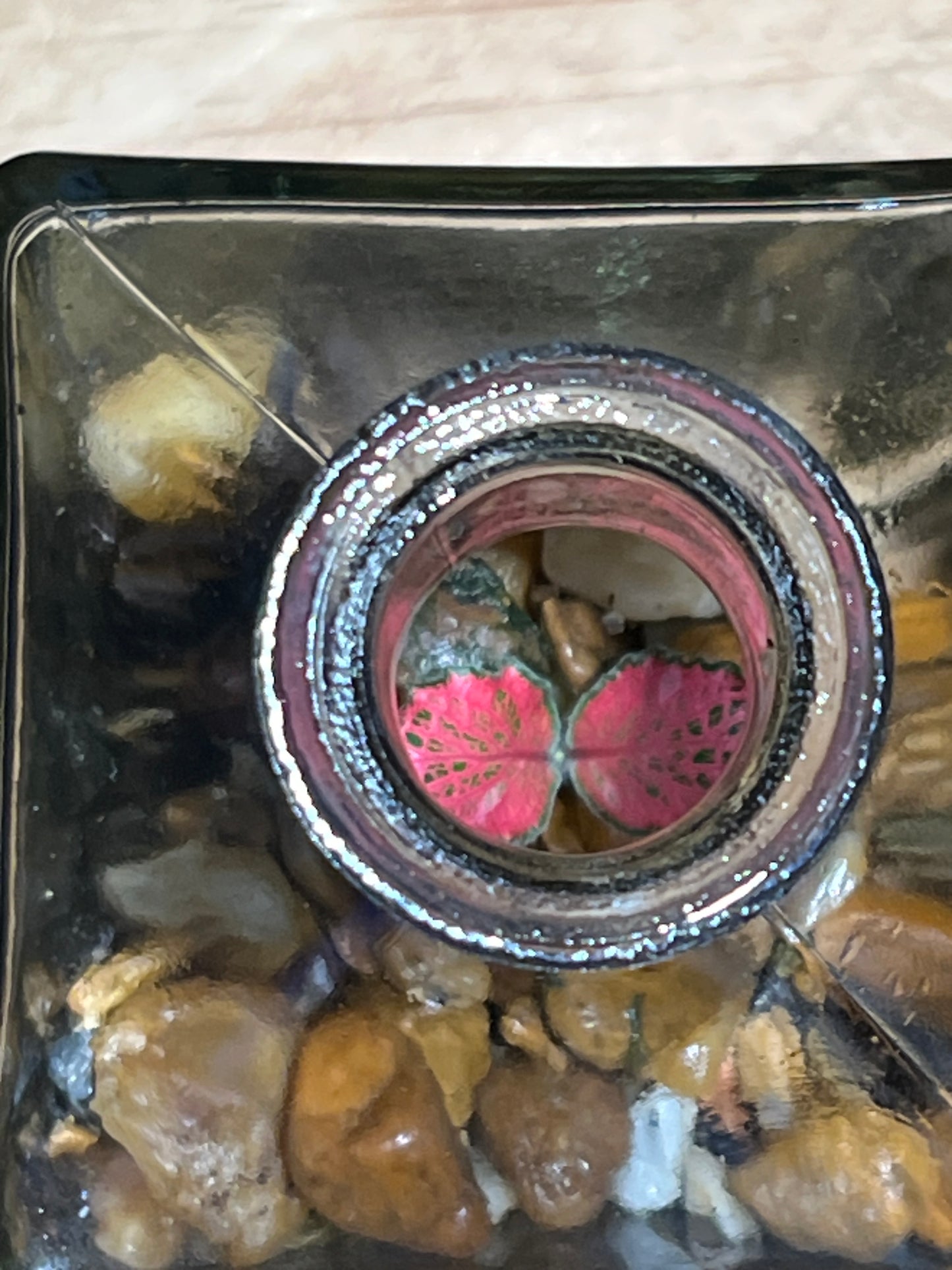 Terrarium #154