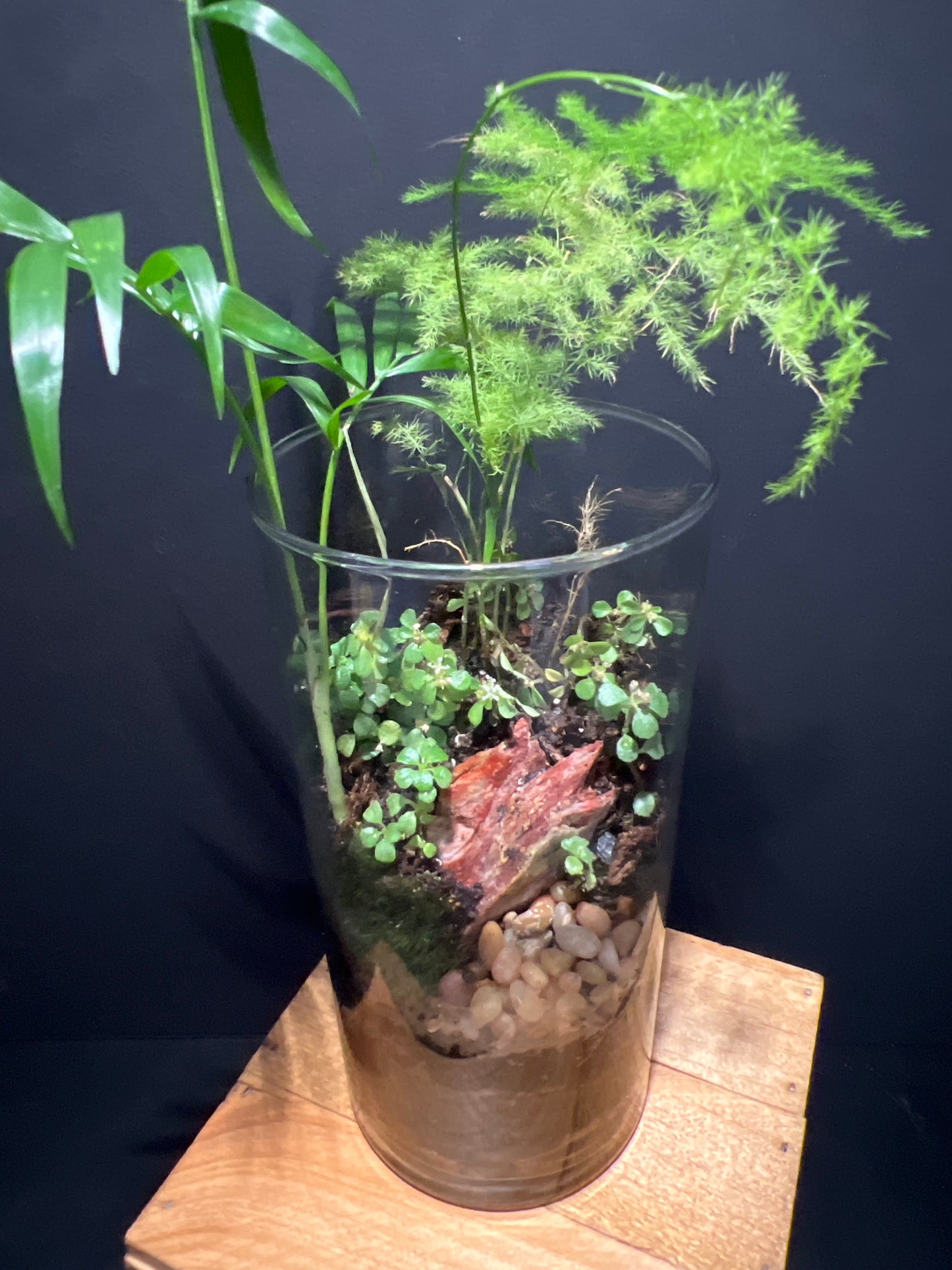 Terrarium #5