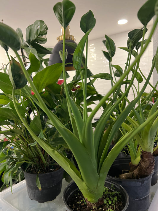 Live Plants: Alocasia Tiny Dancer