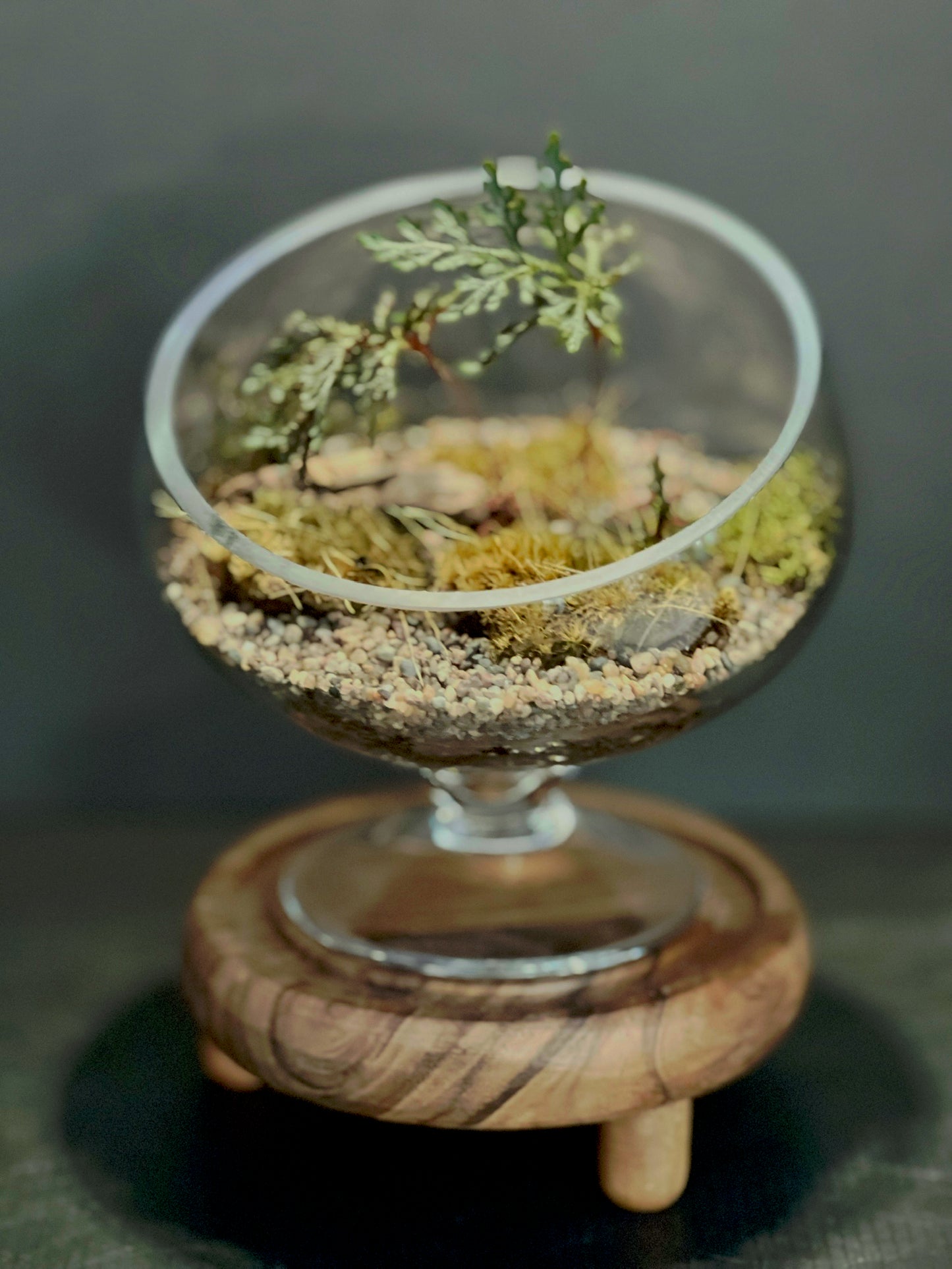 Terrarium 323