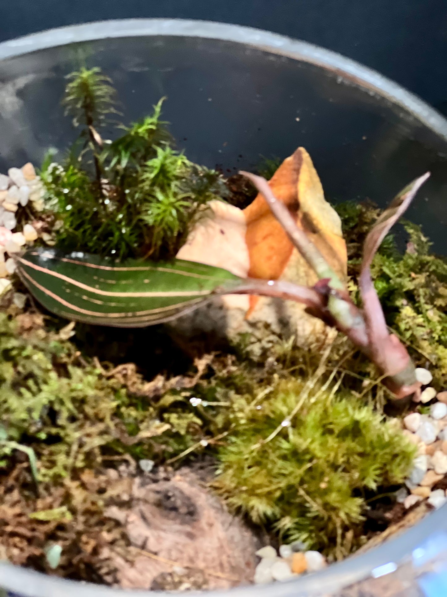 Terrarium 324