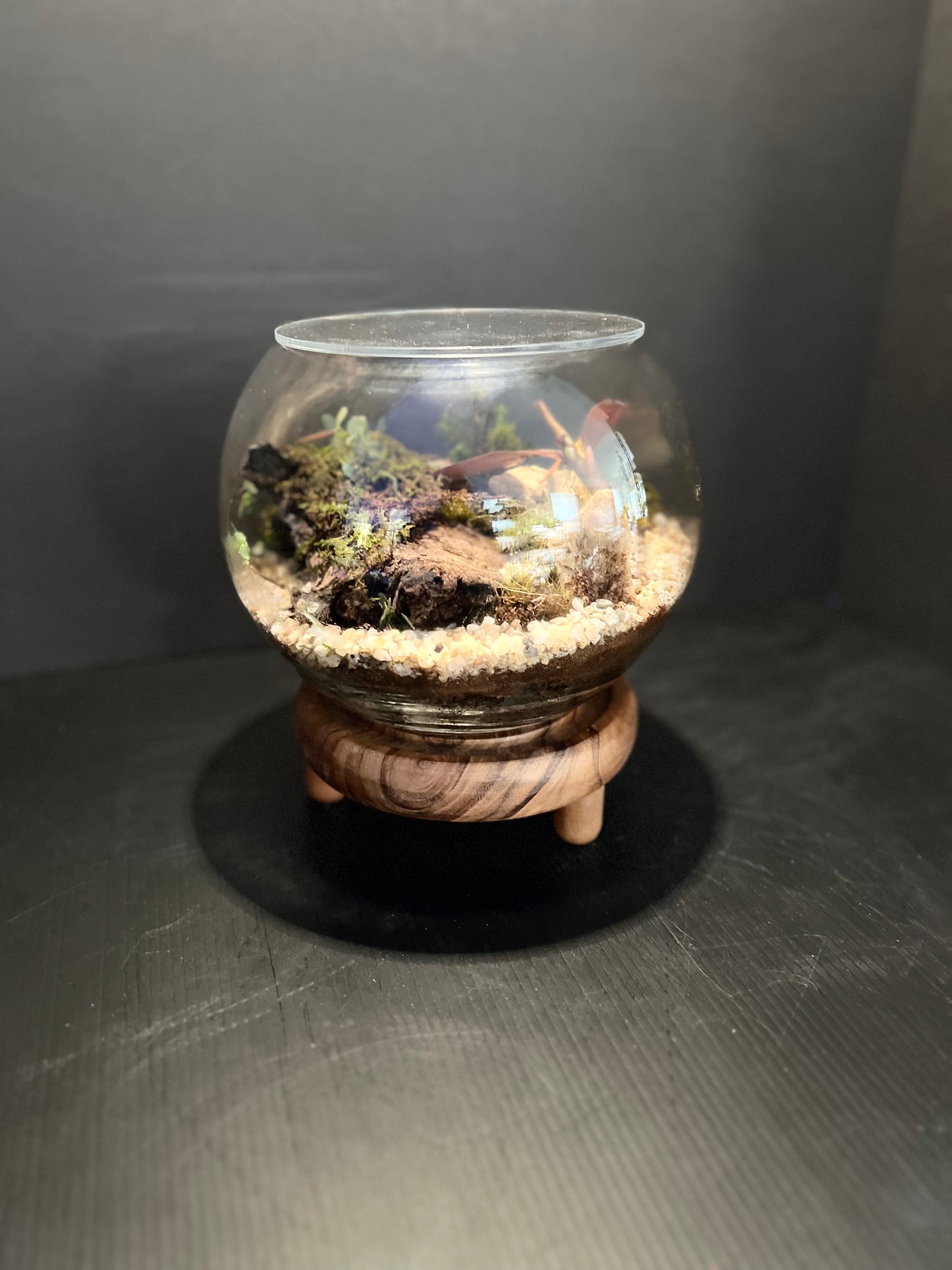 Terrarium 324