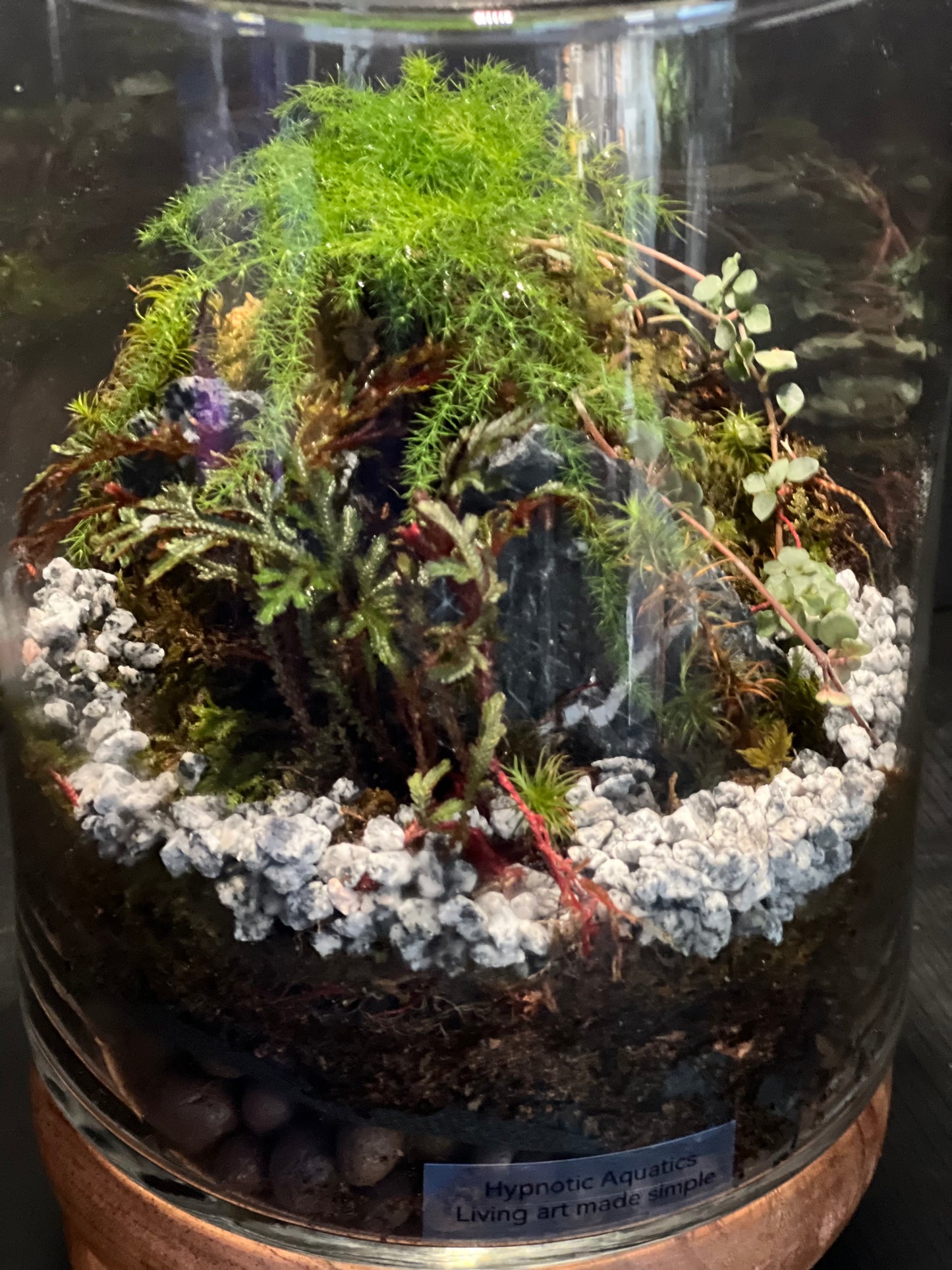Terrarium 325