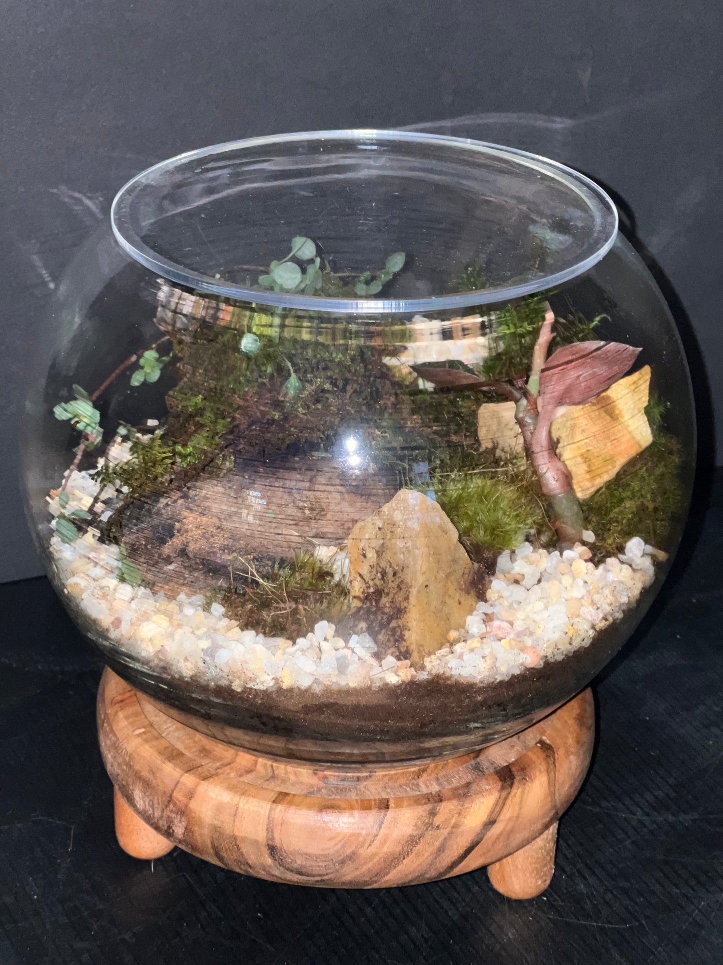 Terrarium 324