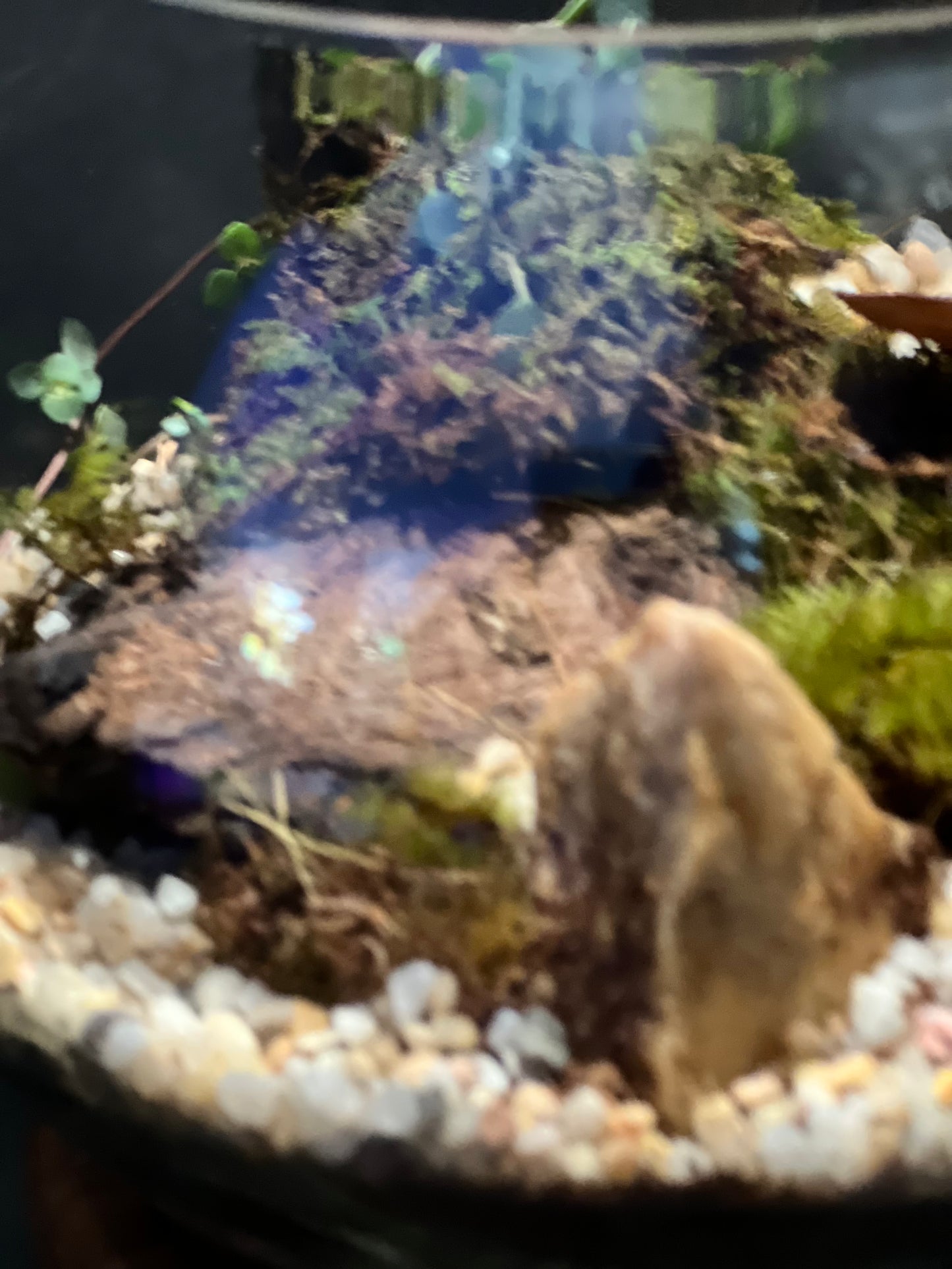 Terrarium 324