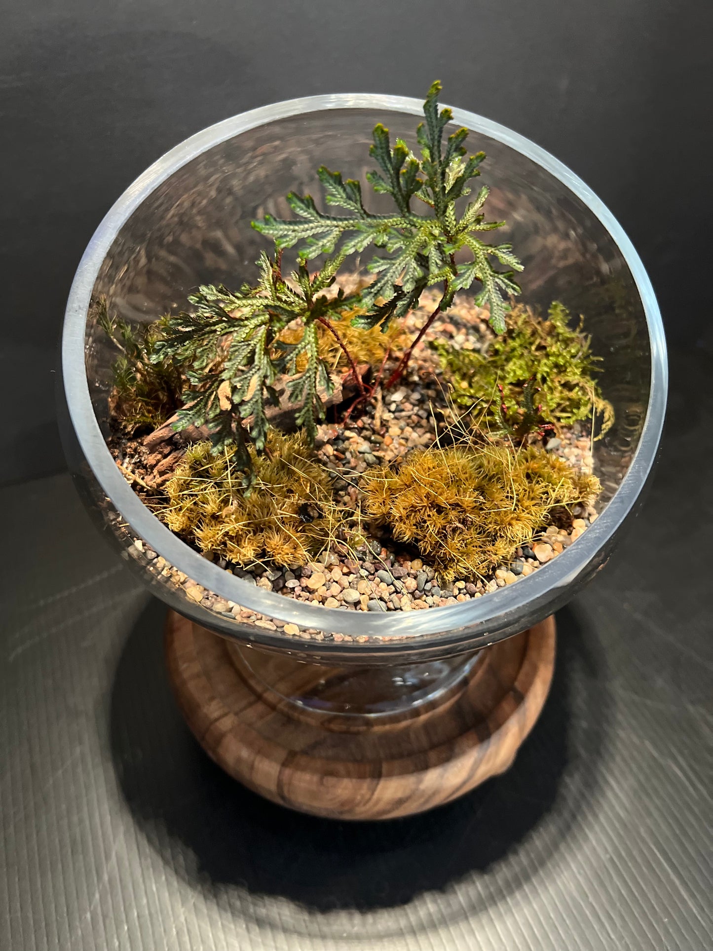 Terrarium 323