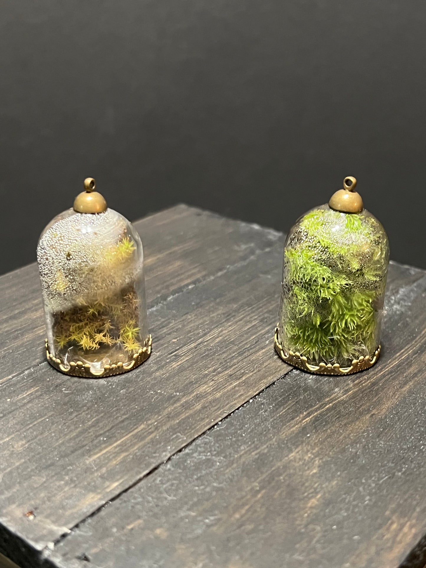 Terrarium #24