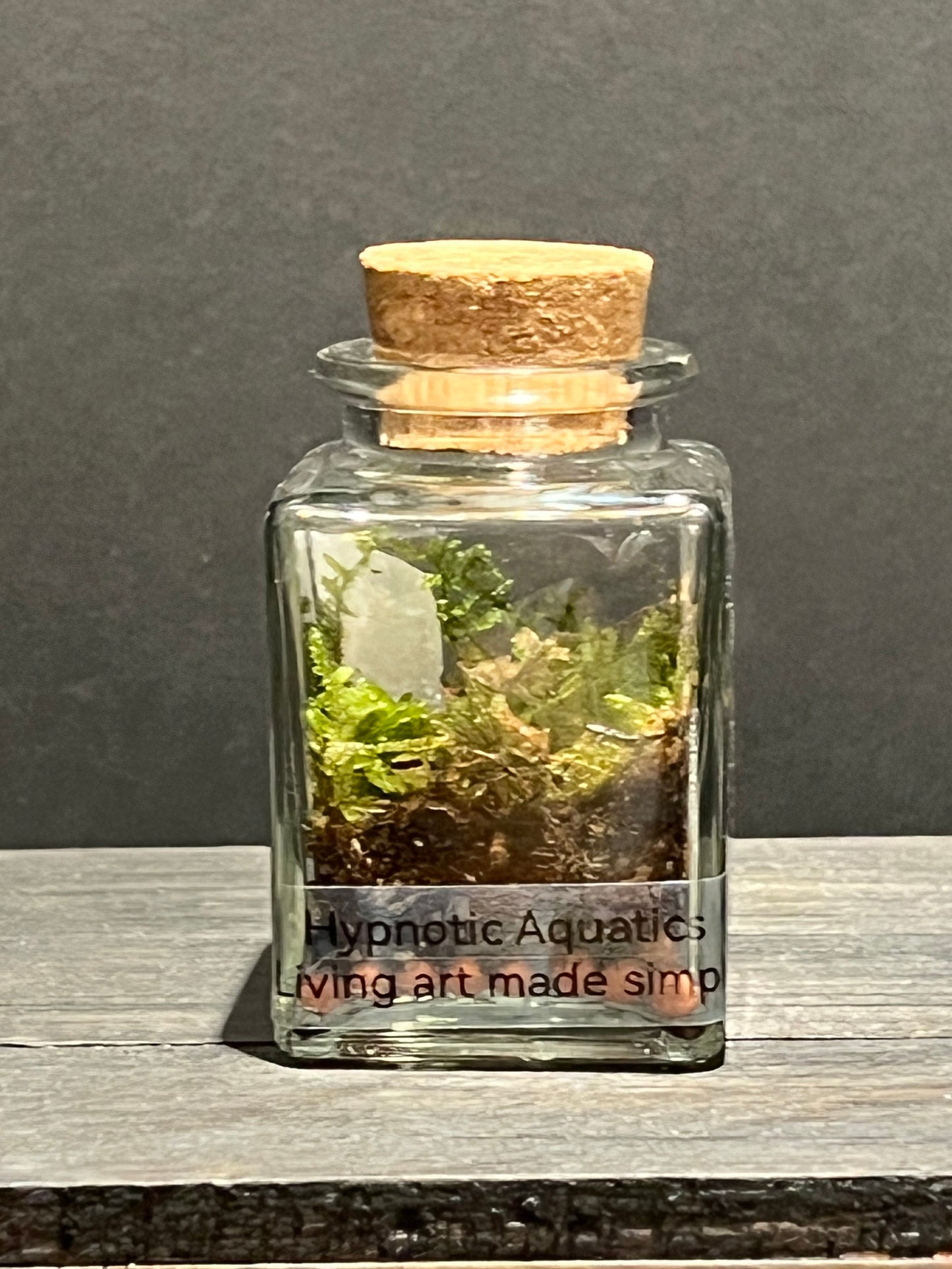 Terrarium #169