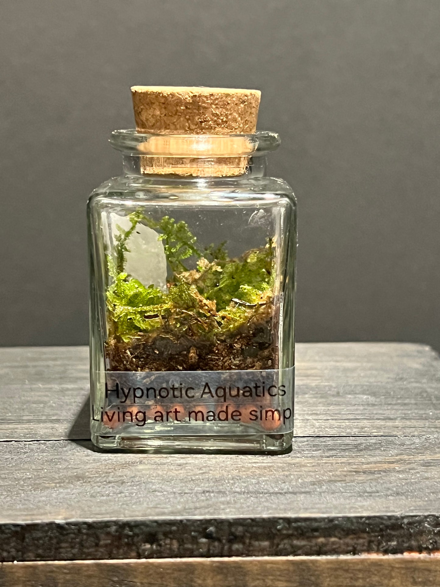 Terrarium #169