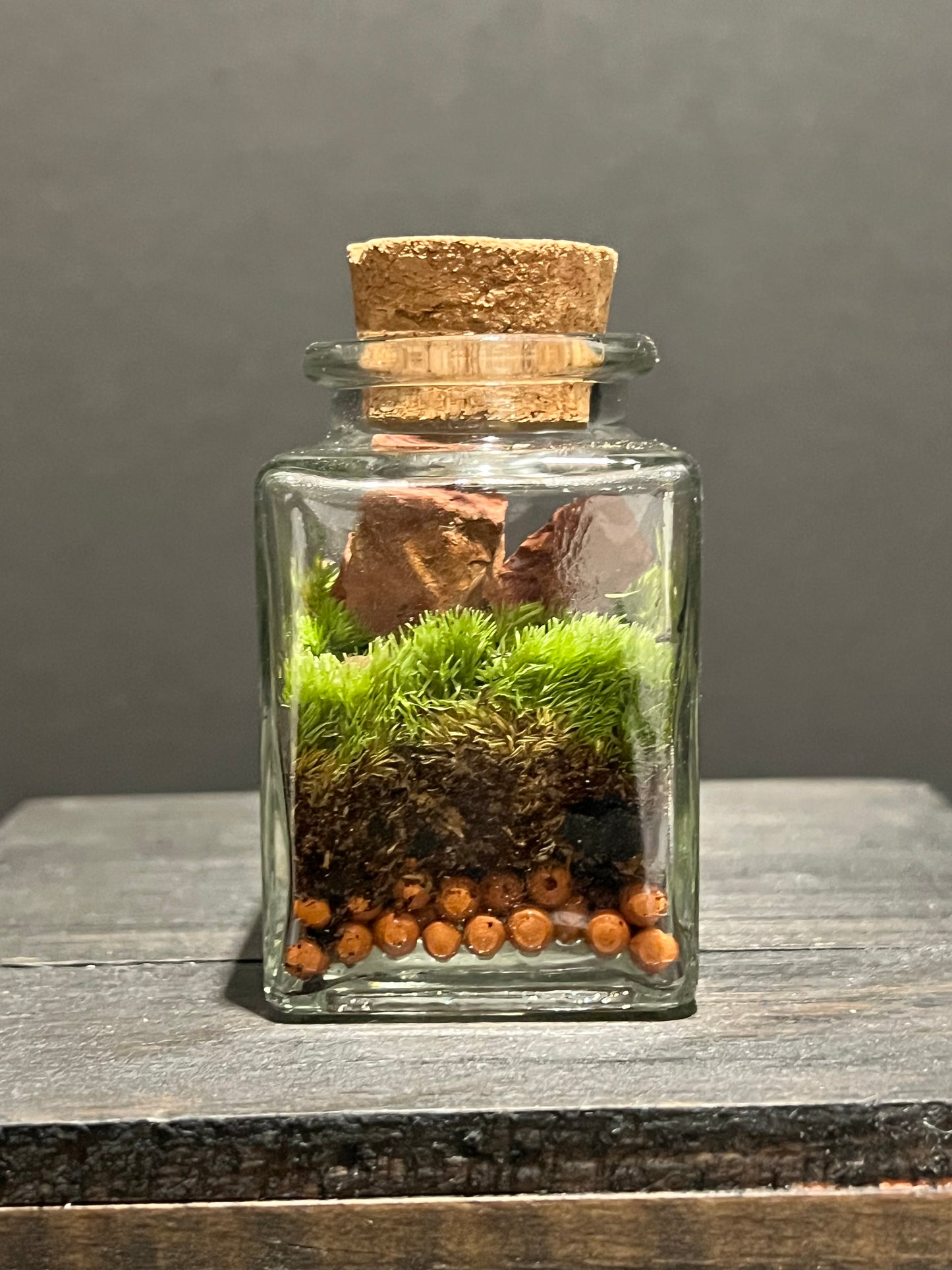 Terrarium #170