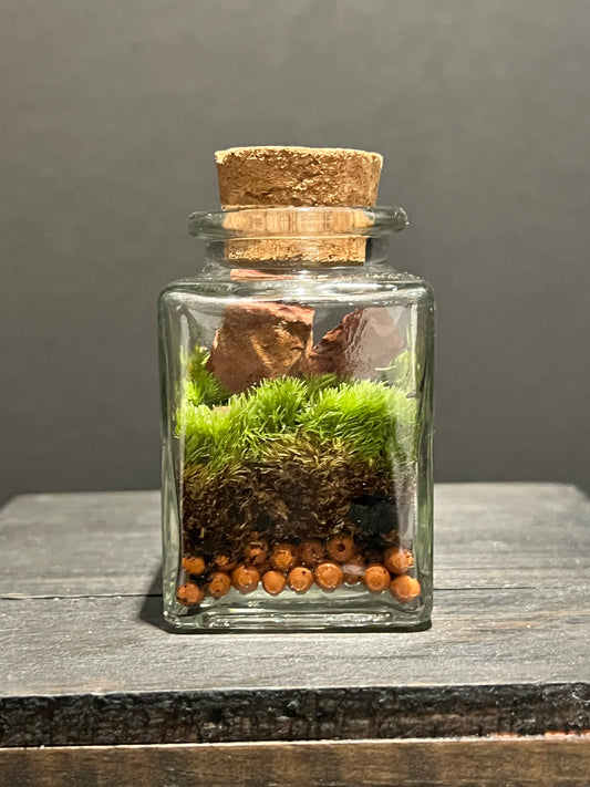 Terrarium #170