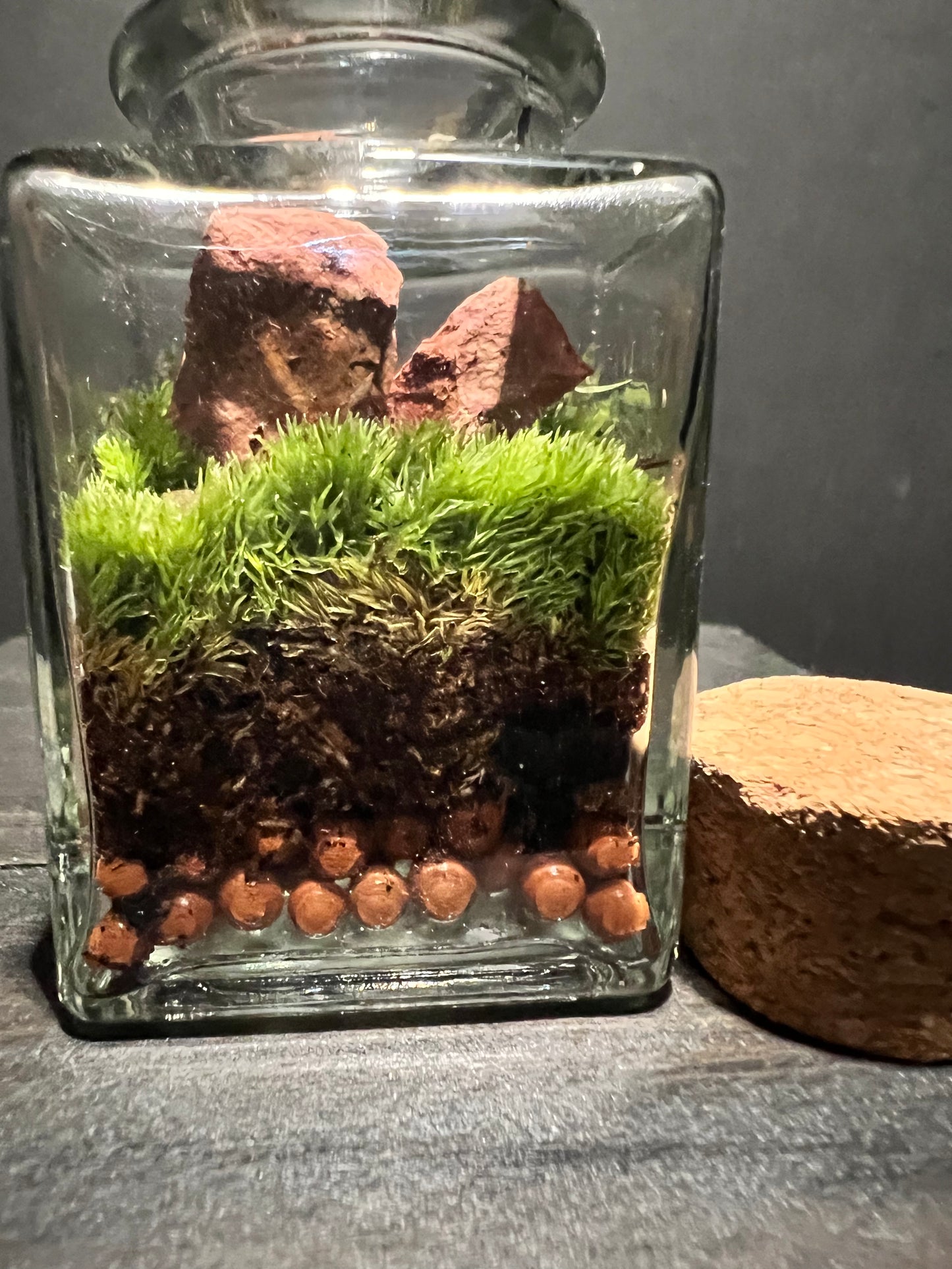 Terrarium #170