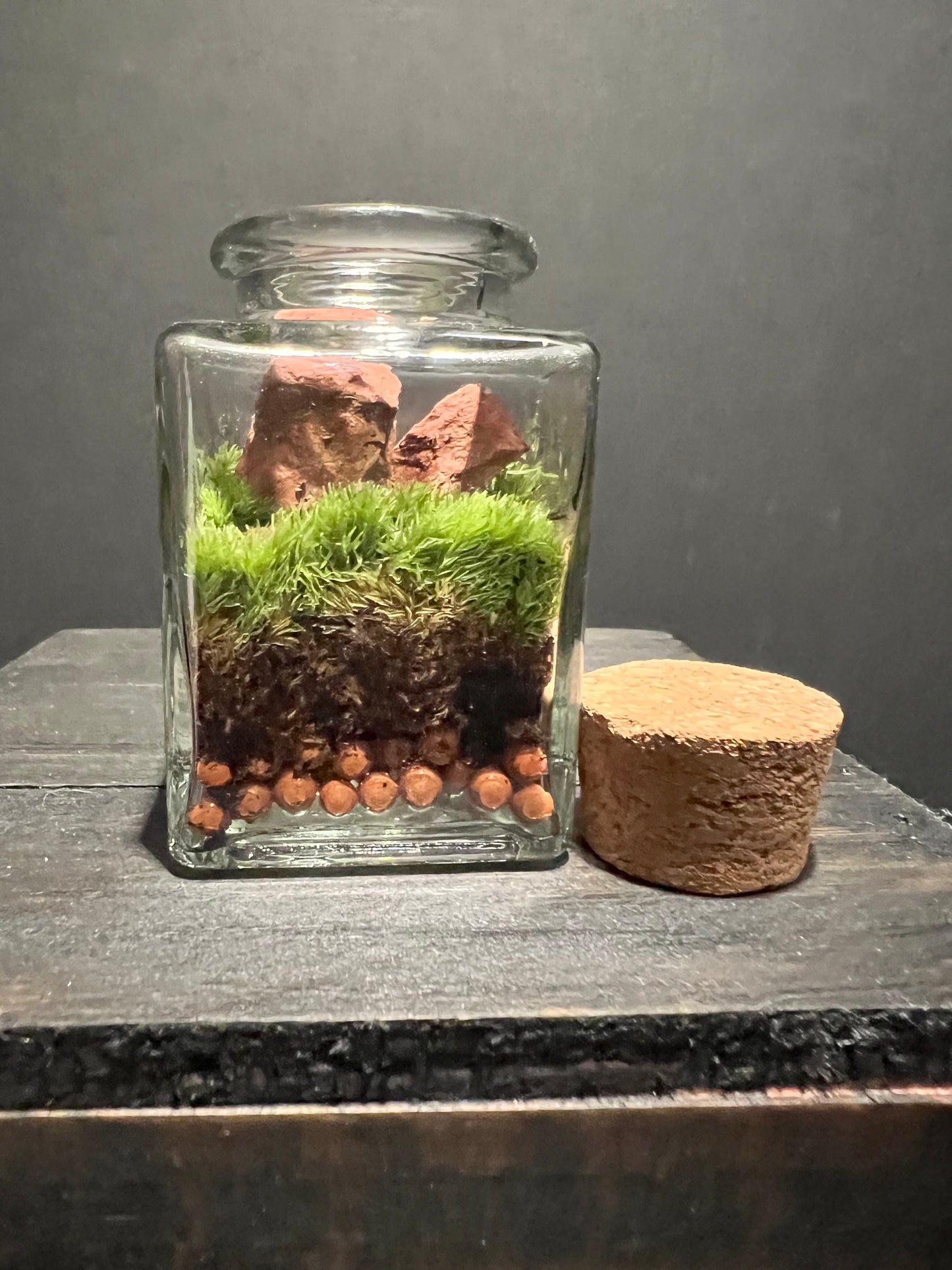 Terrarium #170