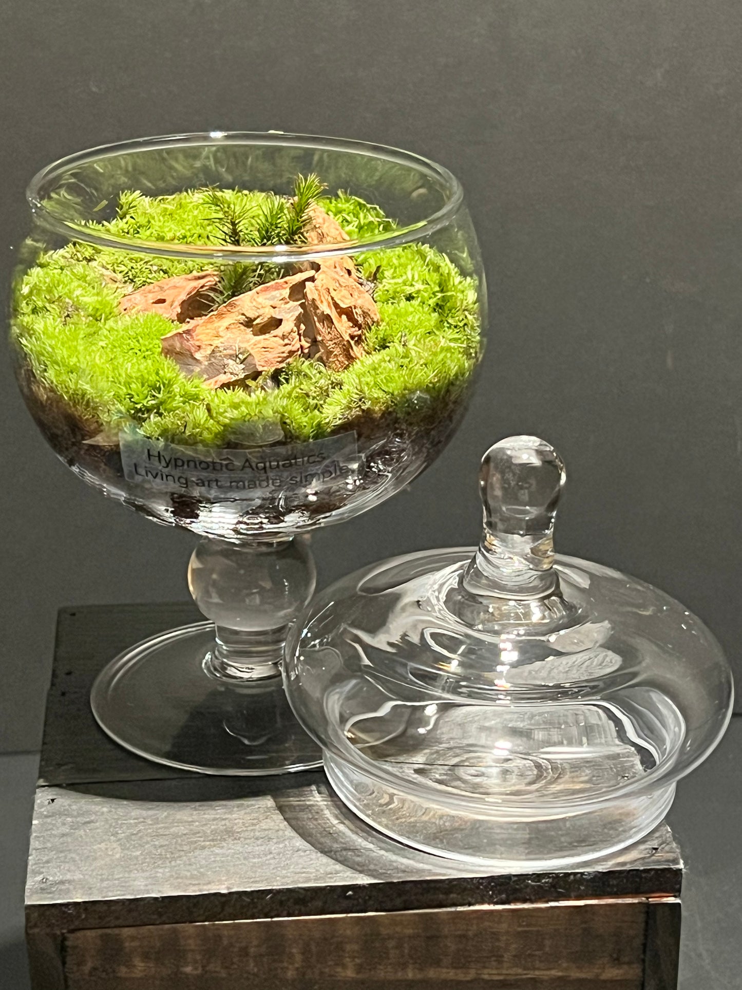 Terrarium #171