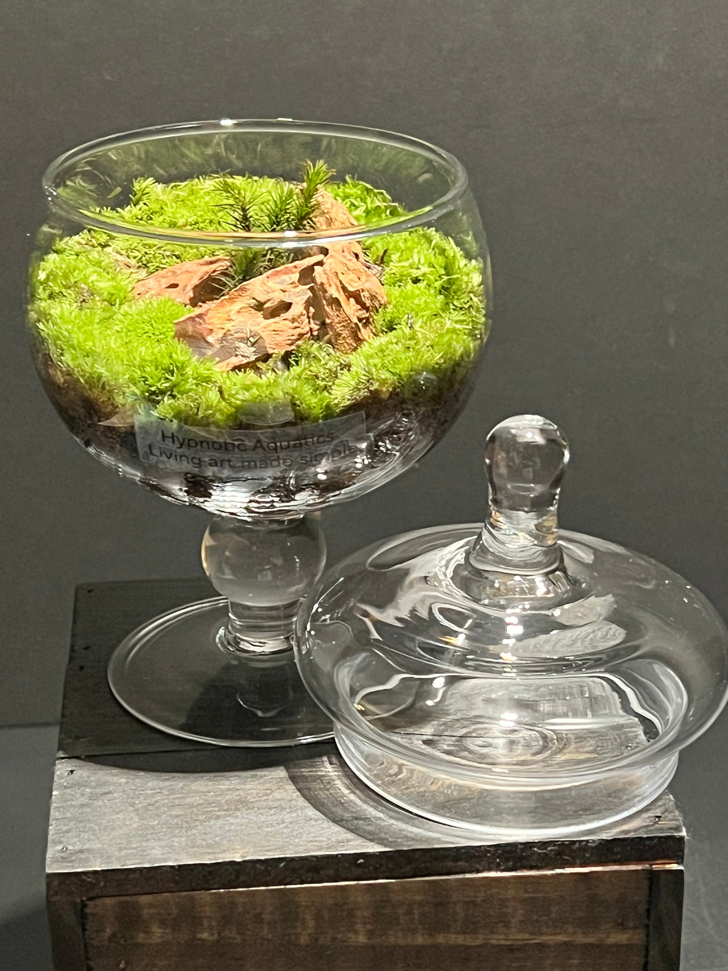 Terrarium #171