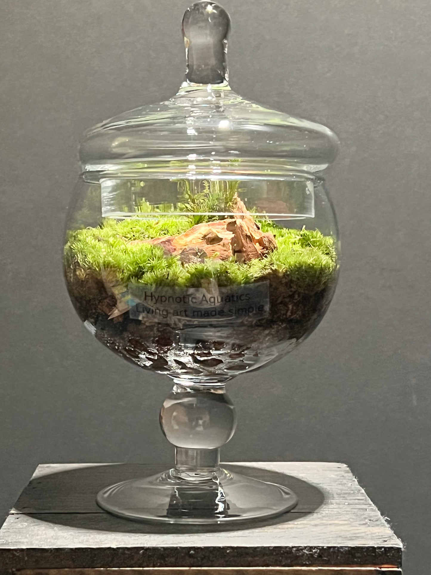 Terrarium #171