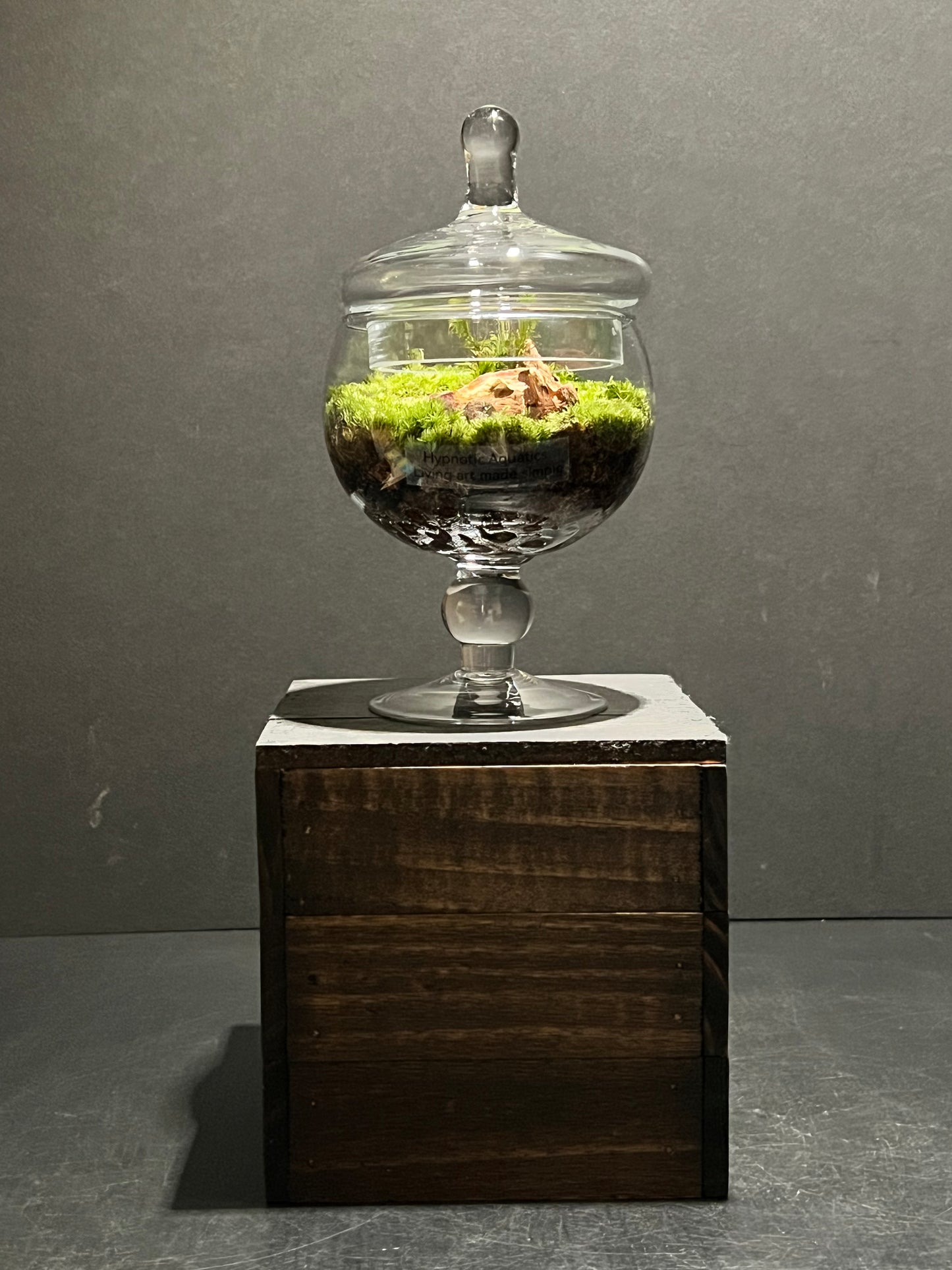 Terrarium #171