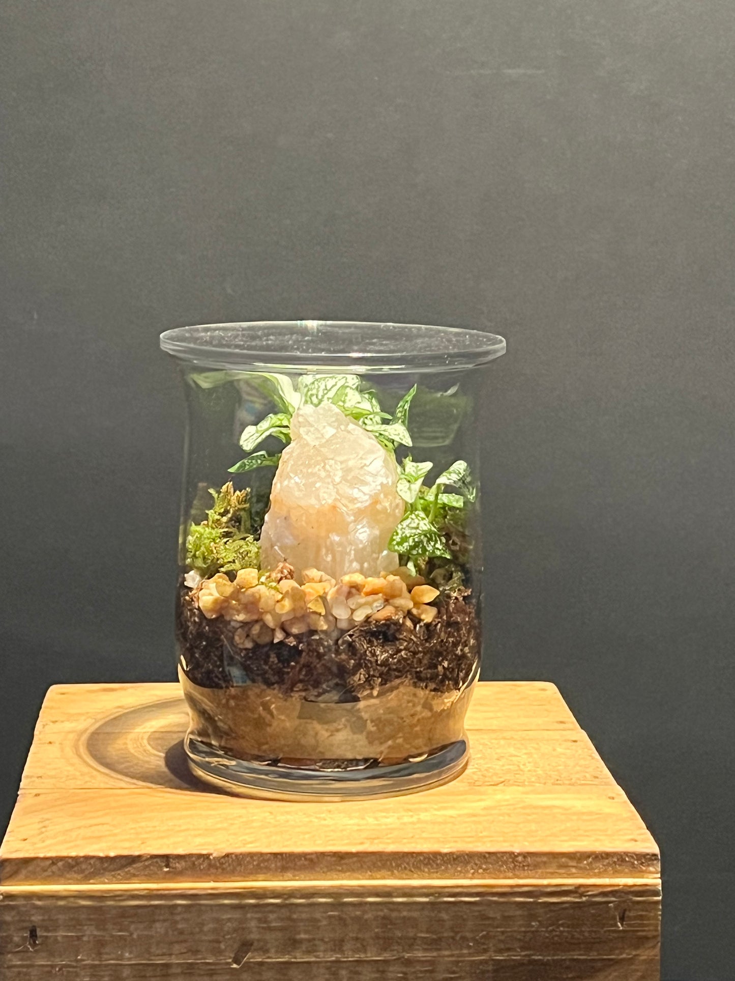 Terrarium #172