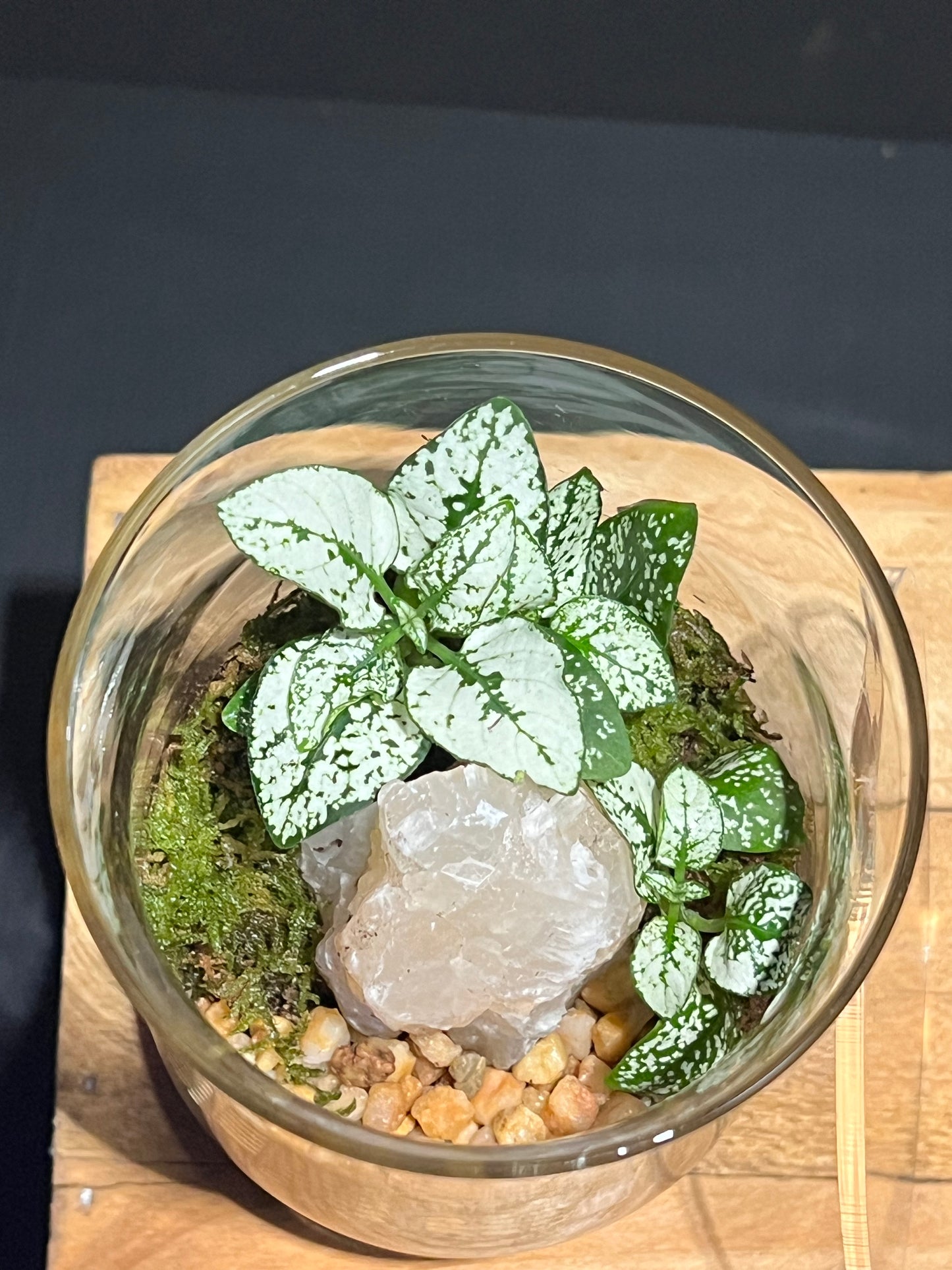 Terrarium #172