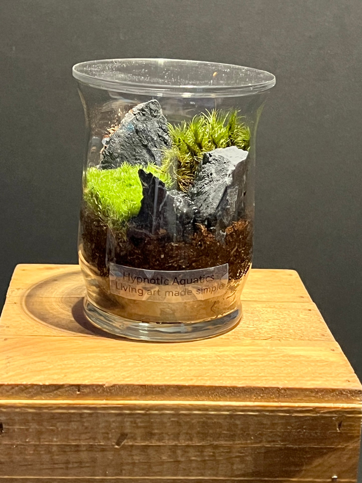 Terrarium #173