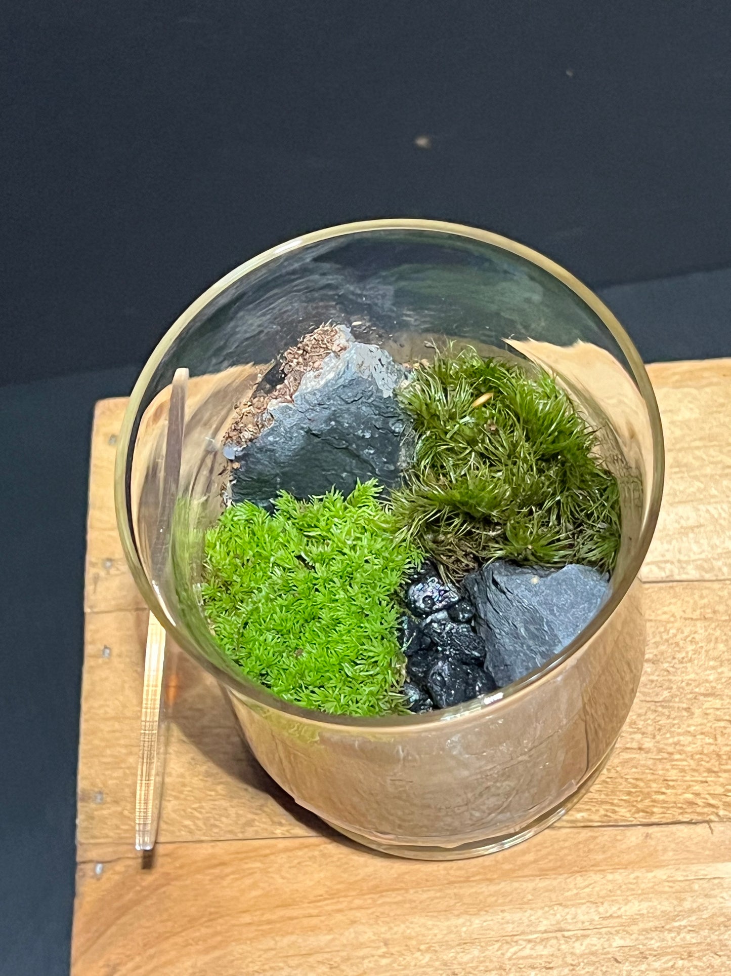 Terrarium #173