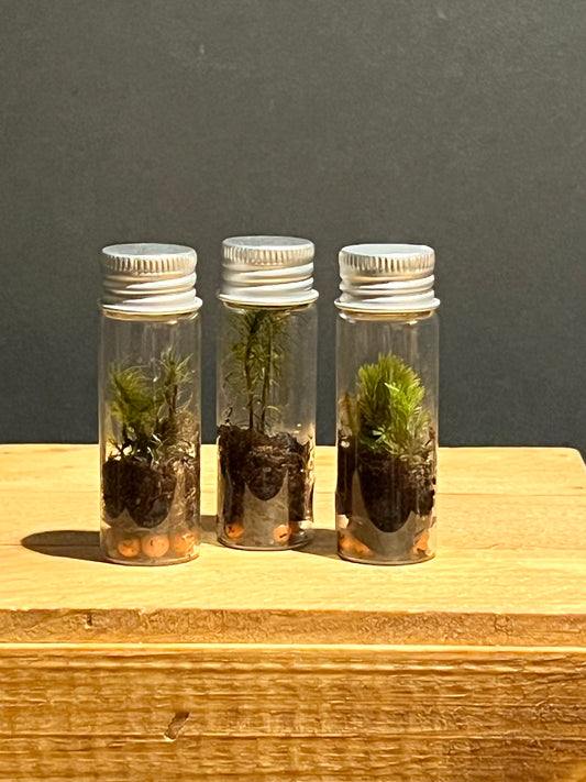 Terrarium #176