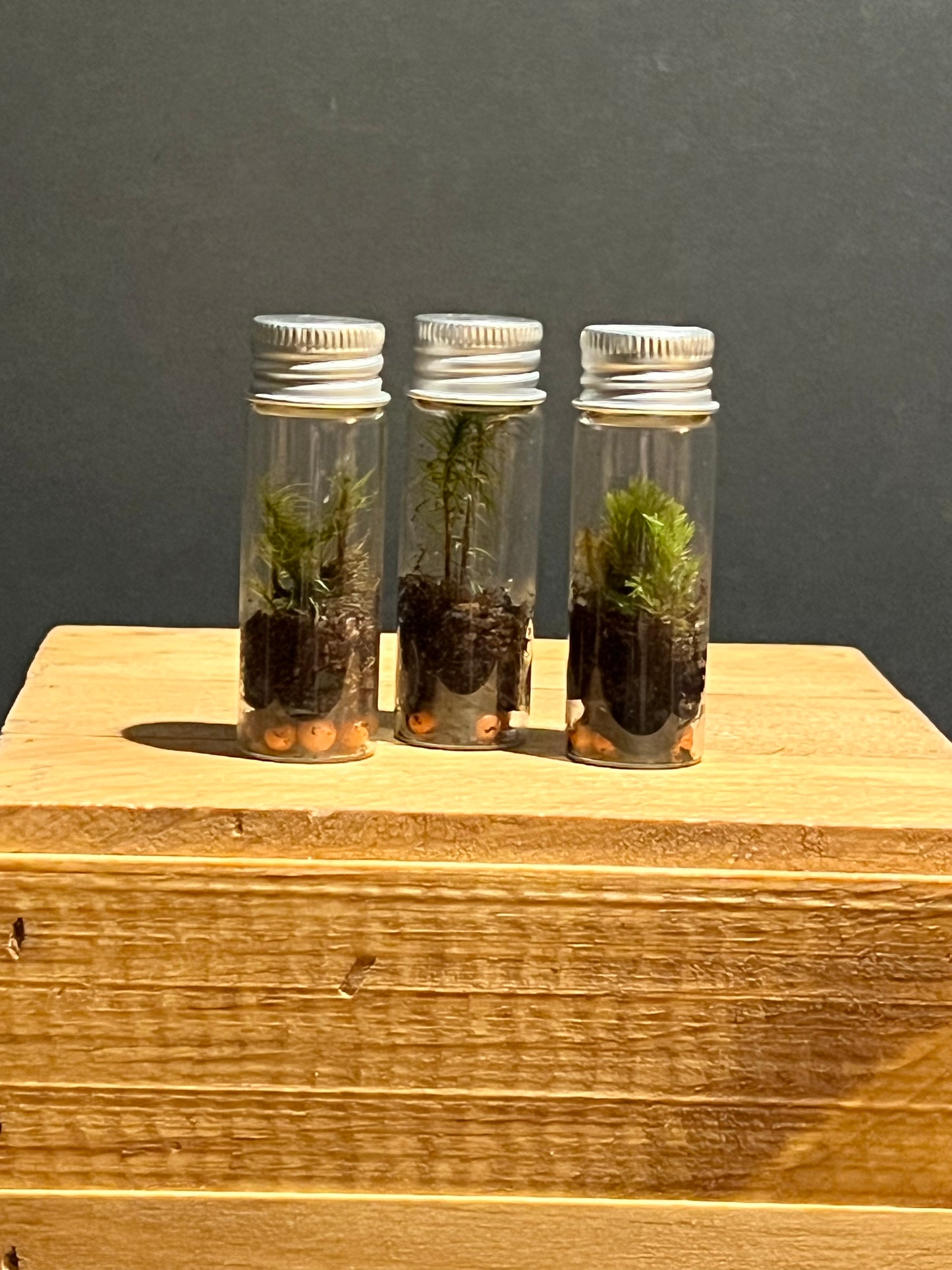 Terrarium #176