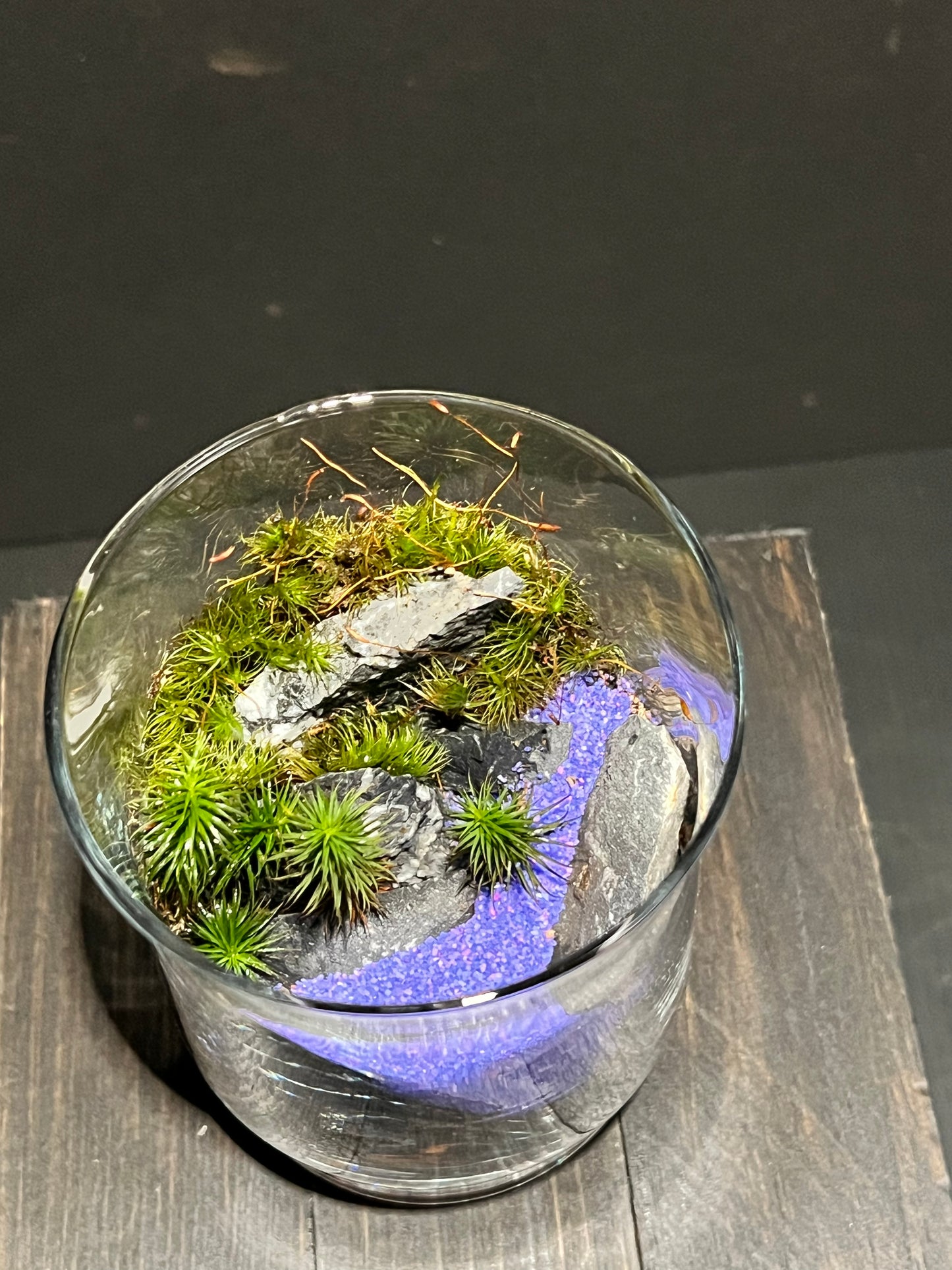 Terrarium 181