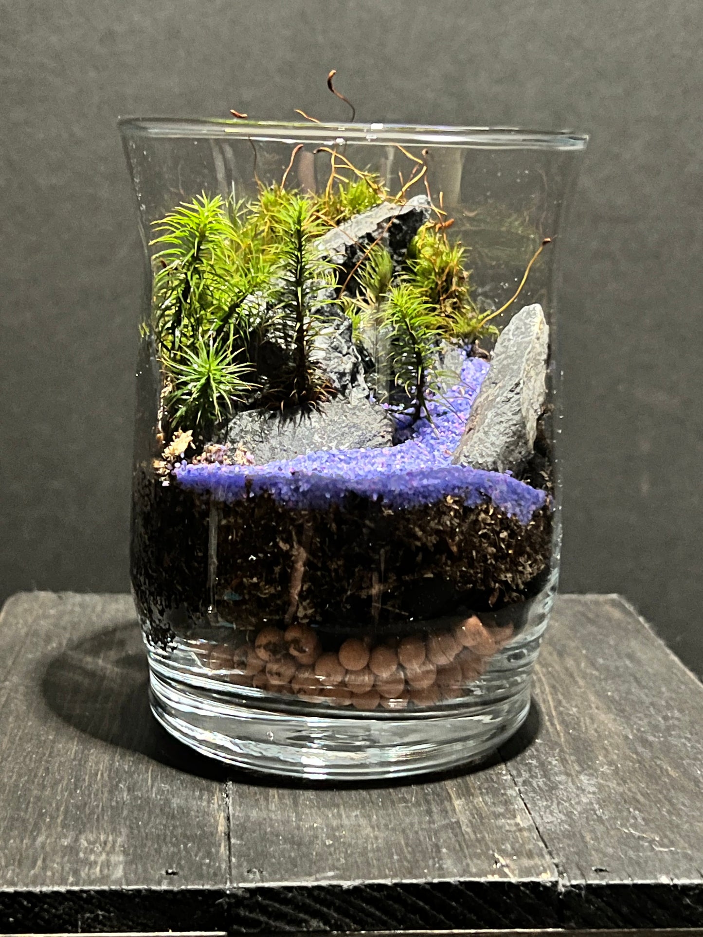 Terrarium 181