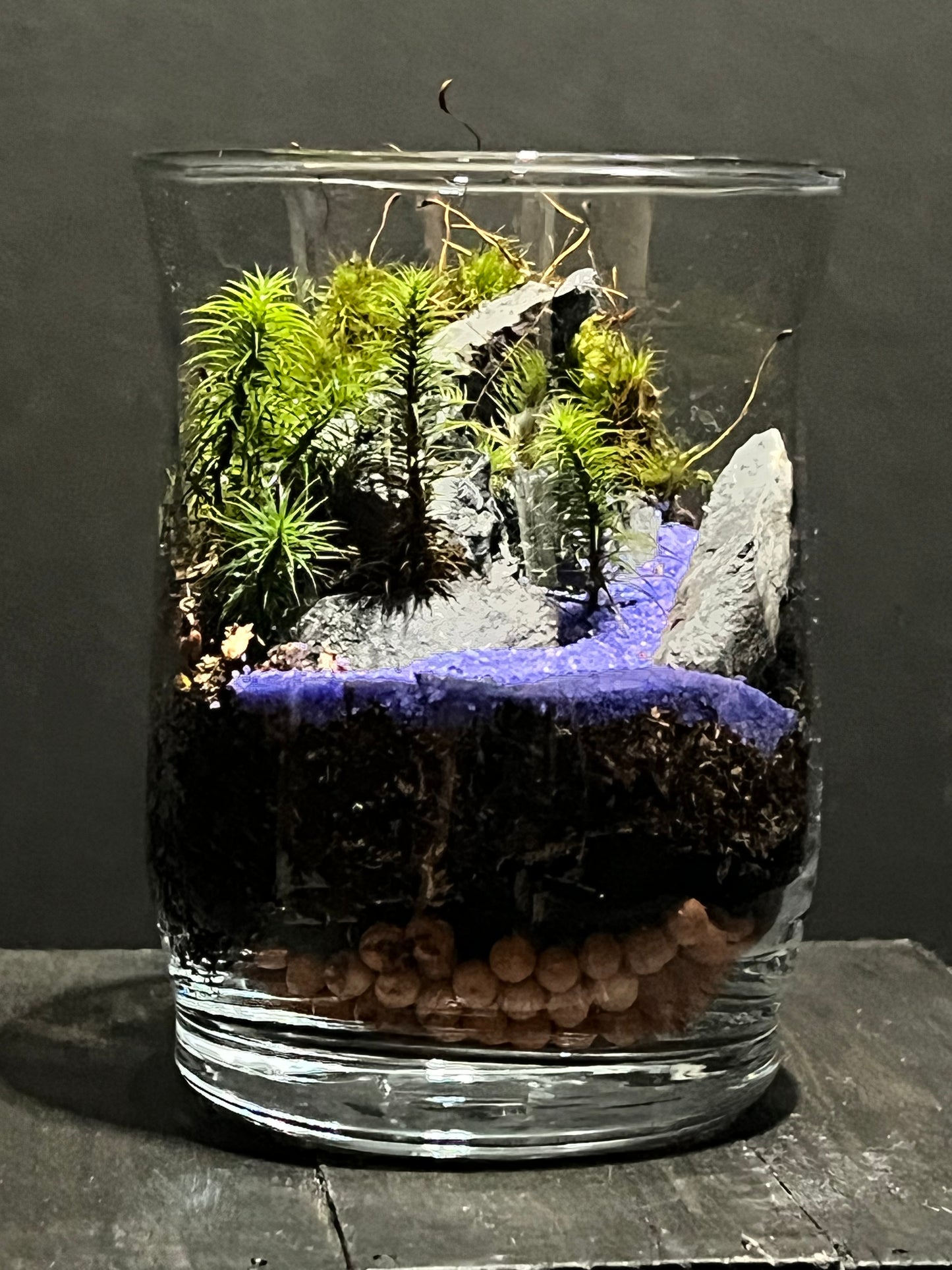 Terrarium 181