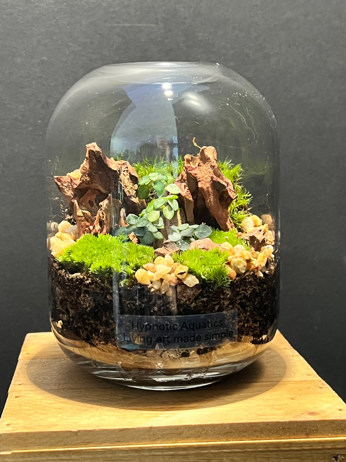 Terrarium 186